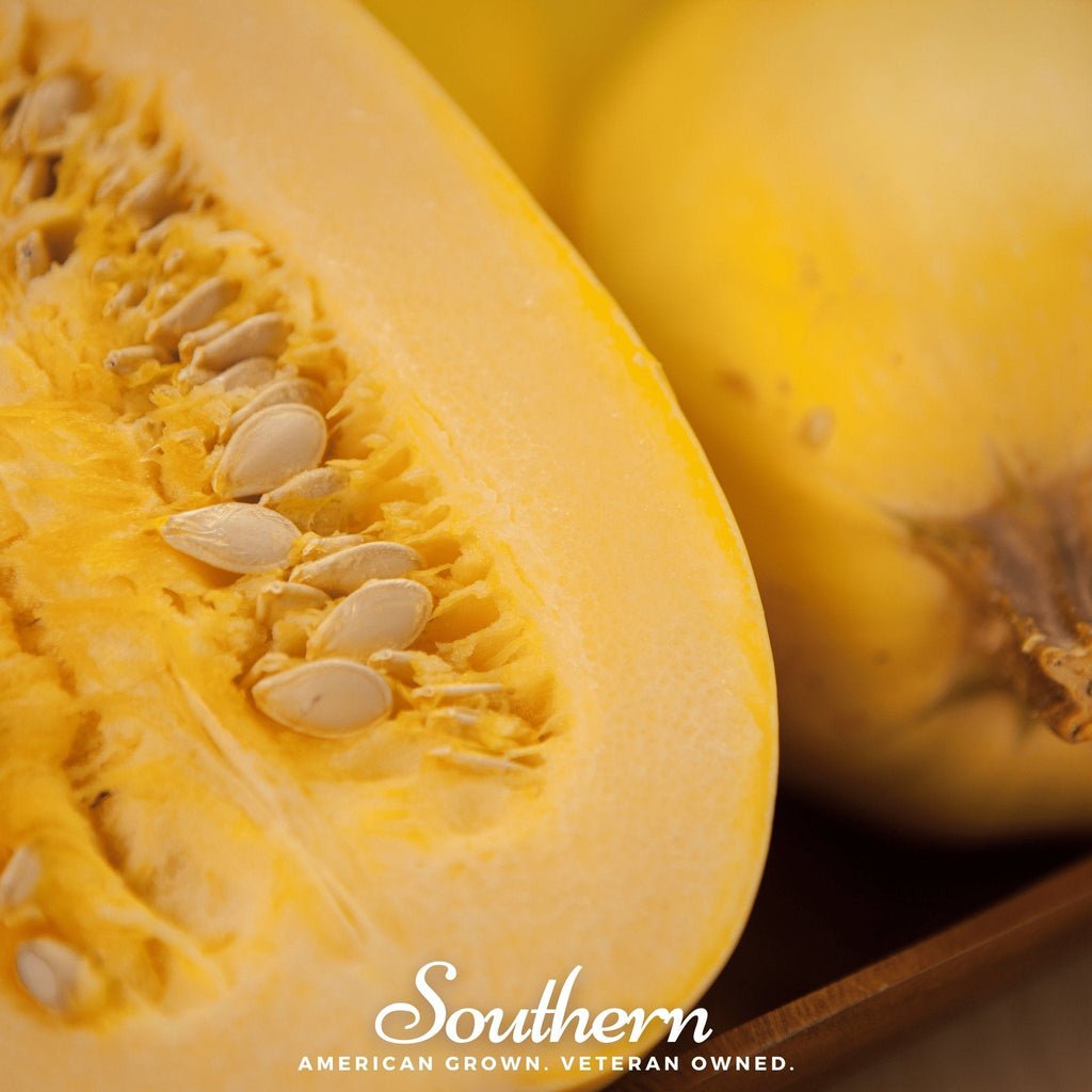 Spaghetti Winter Squash – 20 Seeds | | Wiccan Center