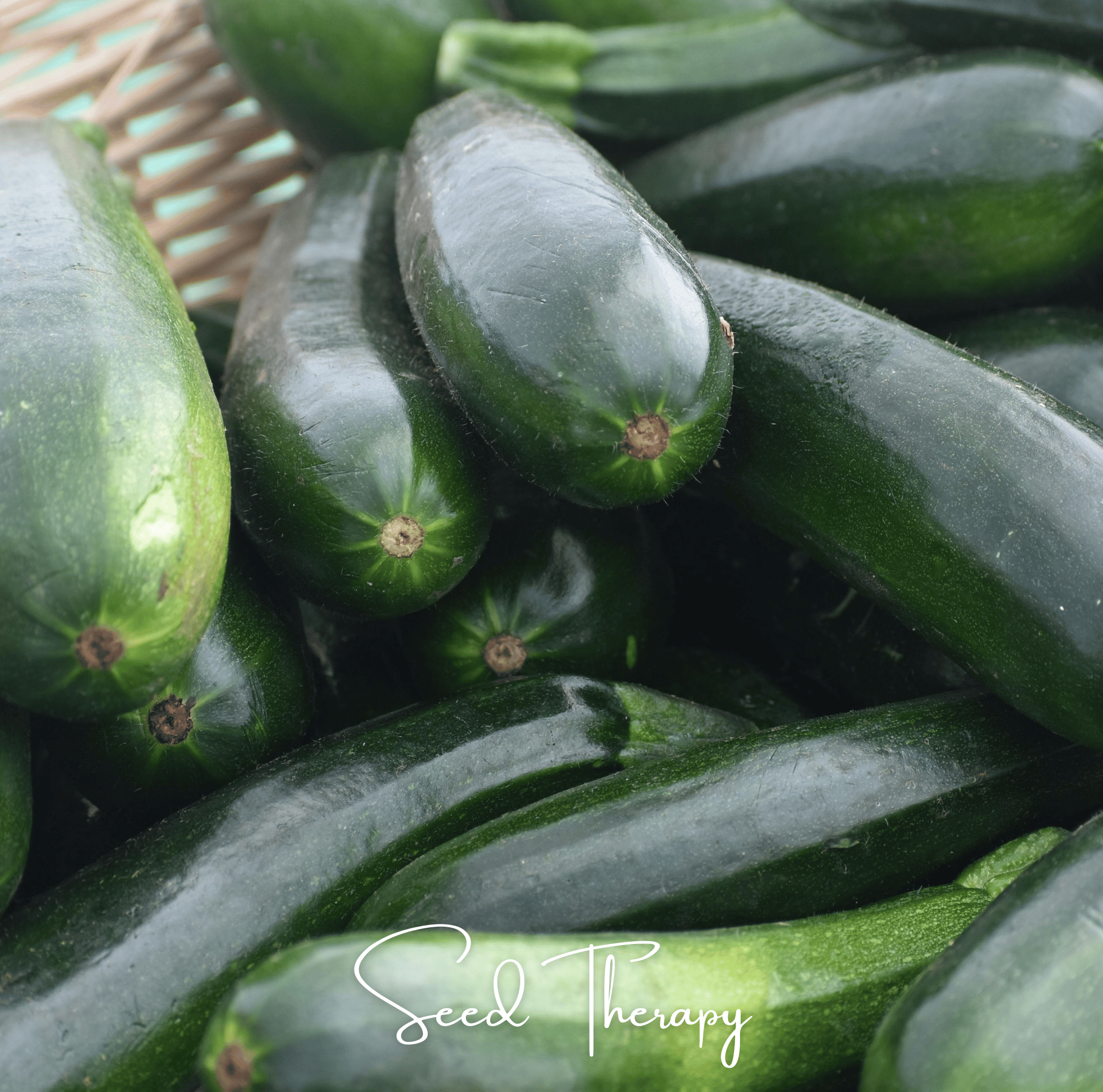Black Beauty Summer Zucchini Squash – 25 Seeds | Seeds | Wiccan Center