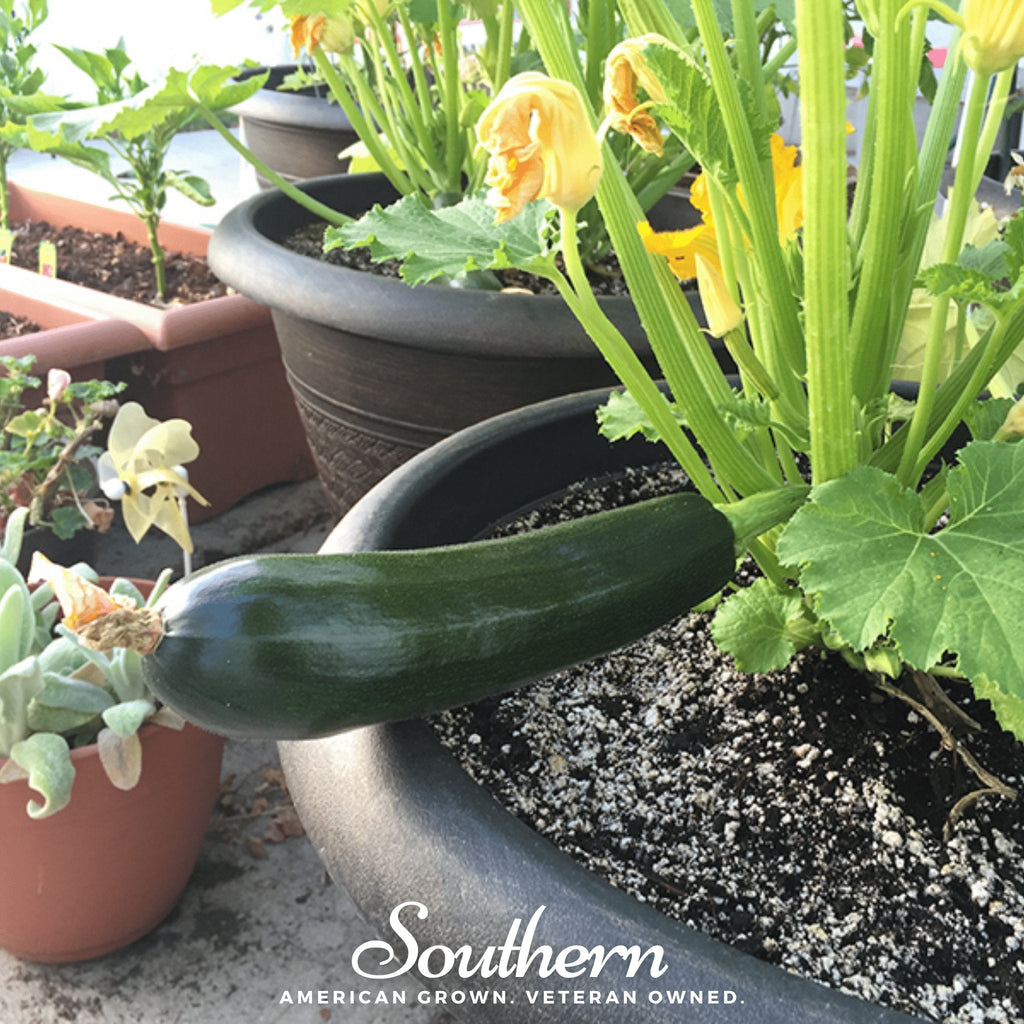 Black Beauty Summer Zucchini Squash – 25 Seeds | Seeds | Wiccan Center
