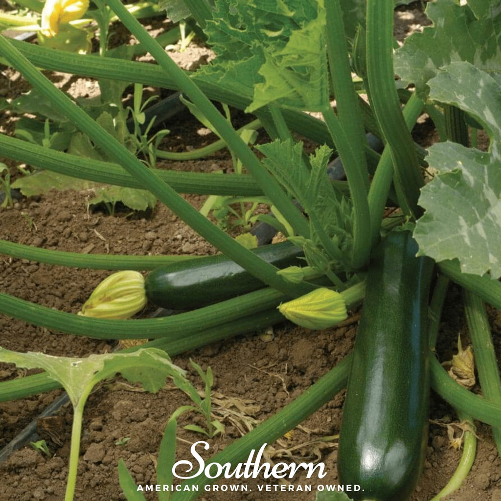 Black Beauty Summer Zucchini Squash – 25 Seeds | Seeds | Wiccan Center