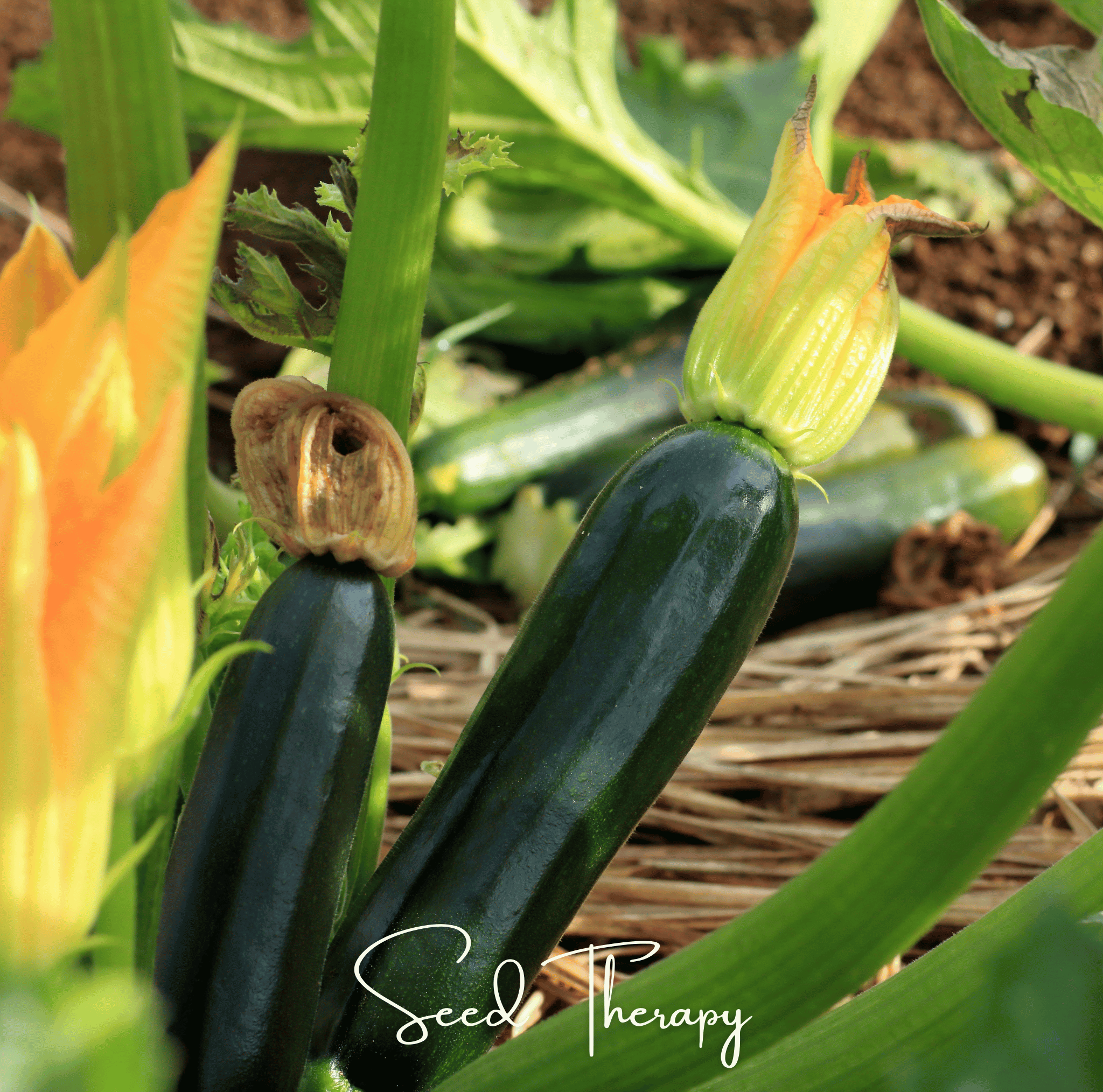 Black Beauty Summer Zucchini Squash – 25 Seeds | Seeds | Wiccan Center