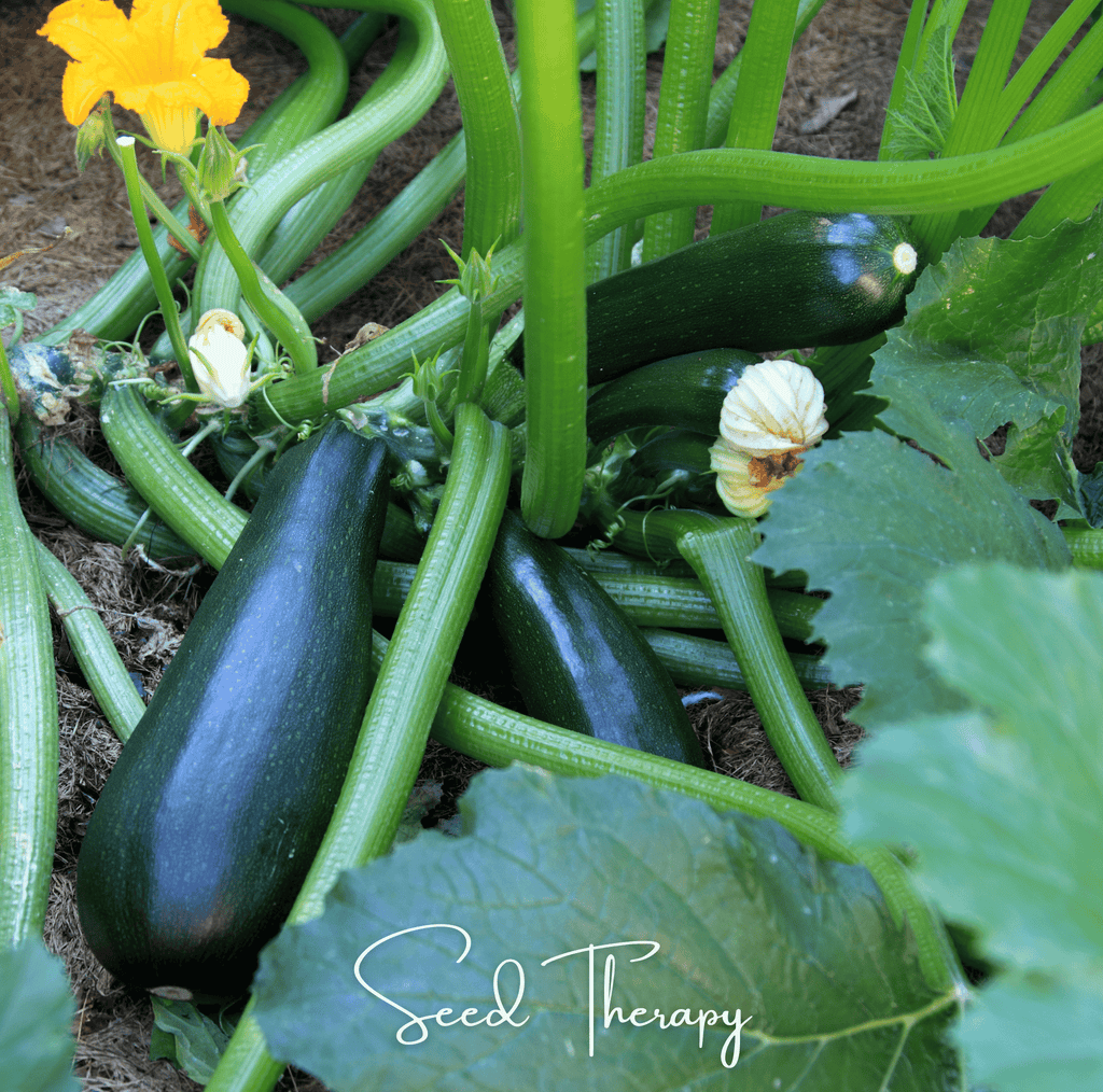 Black Beauty Summer Zucchini Squash – 25 Seeds | Seeds | Wiccan Center