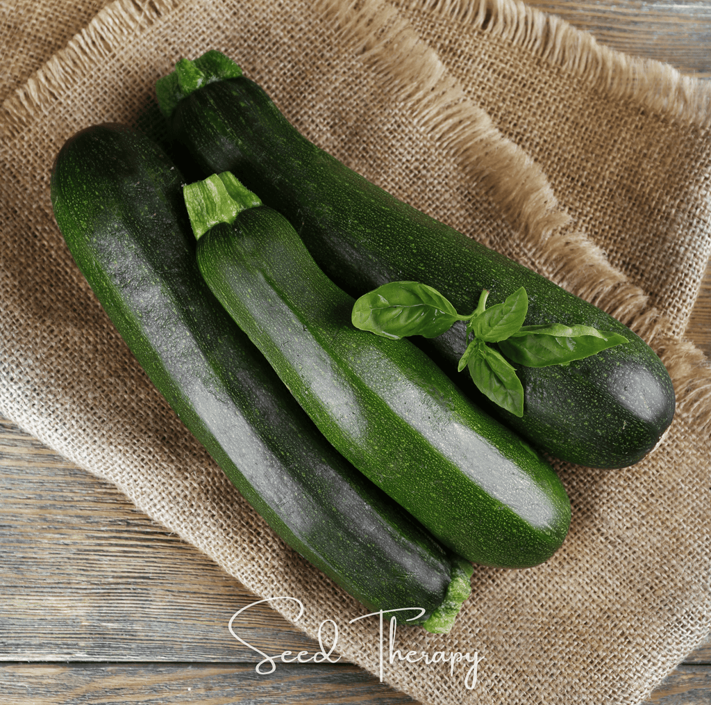 Dark Green Zucchini Summer Squash – 25 Seeds | Seeds | Wiccan Center