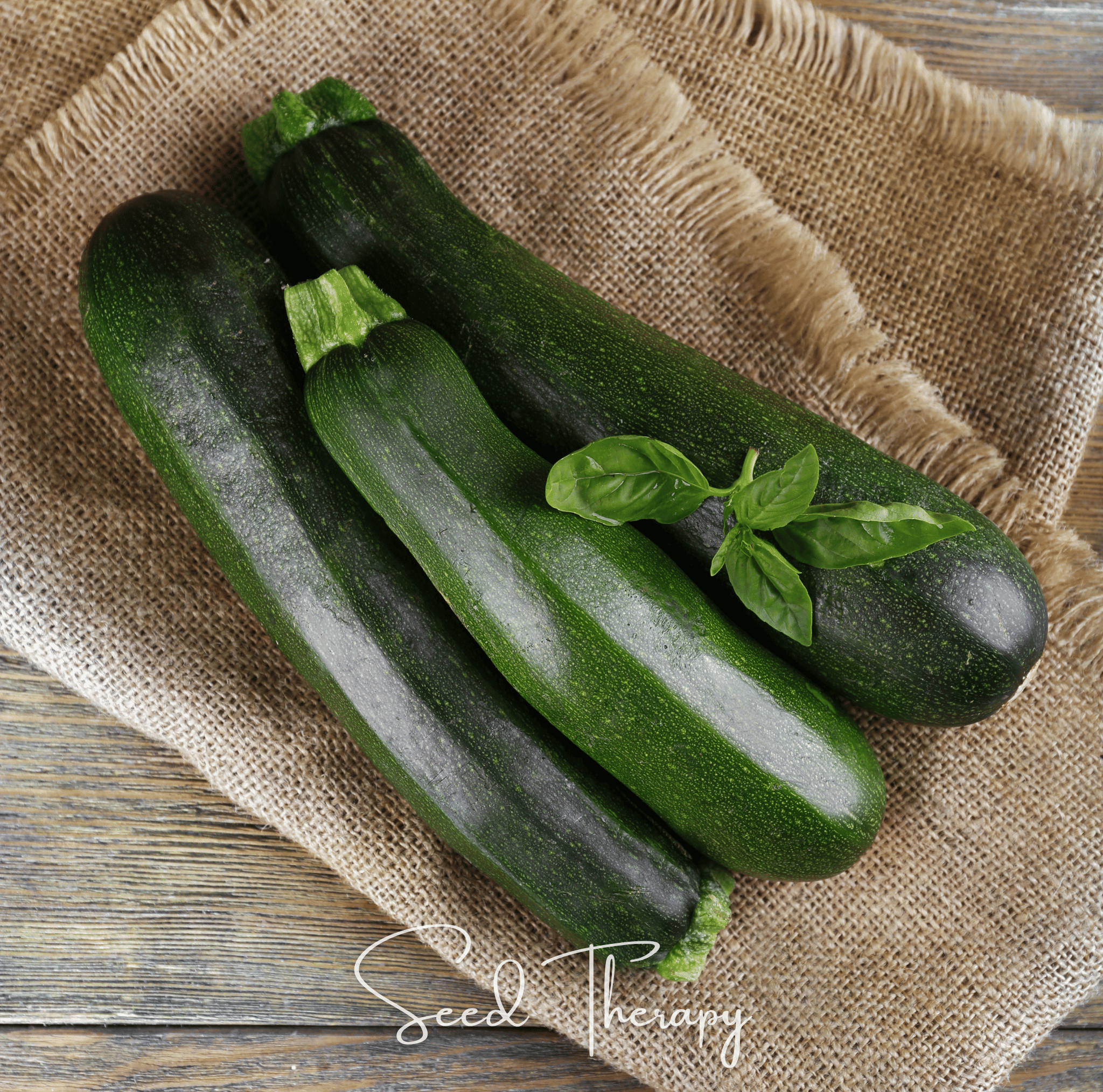Dark Green Zucchini Summer Squash – 25 Seeds | Seeds | Wiccan Center