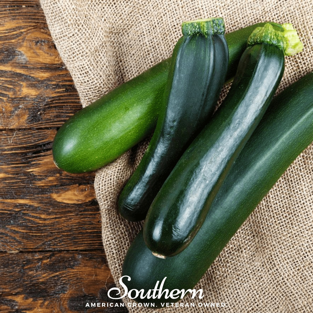Dark Green Zucchini Summer Squash – 25 Seeds | Seeds | Wiccan Center