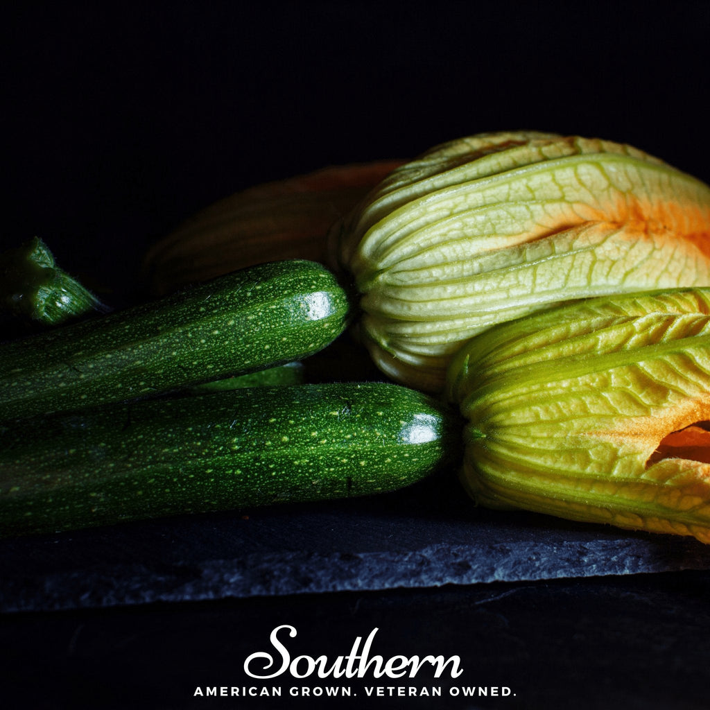 Dark Green Zucchini Summer Squash – 25 Seeds | Seeds | Wiccan Center