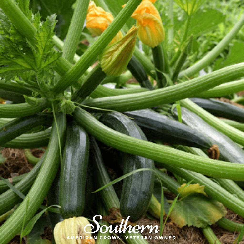 Dark Green Zucchini Summer Squash – 25 Seeds | Seeds | Wiccan Center