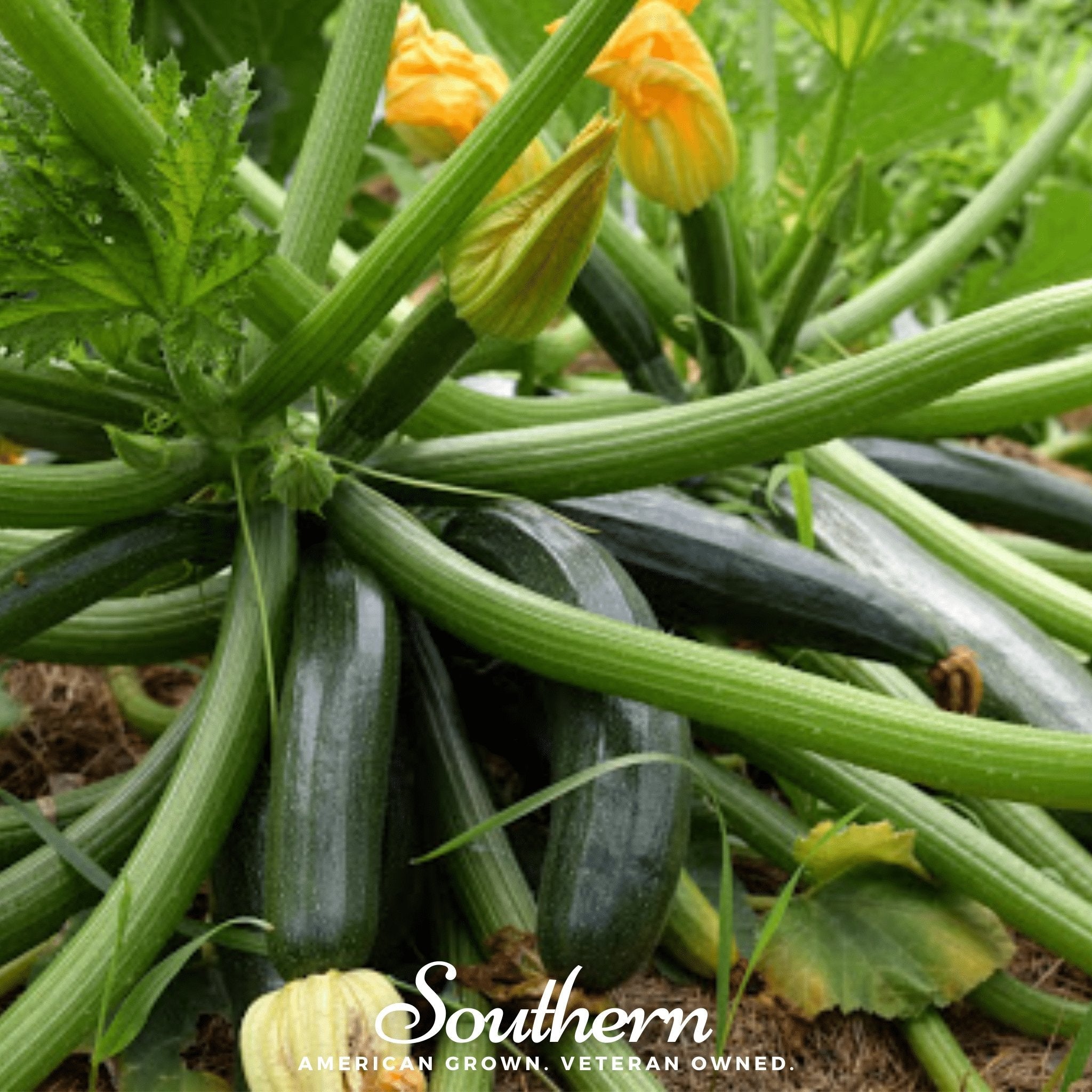 Dark Green Zucchini Summer Squash – 25 Seeds | Seeds | Wiccan Center