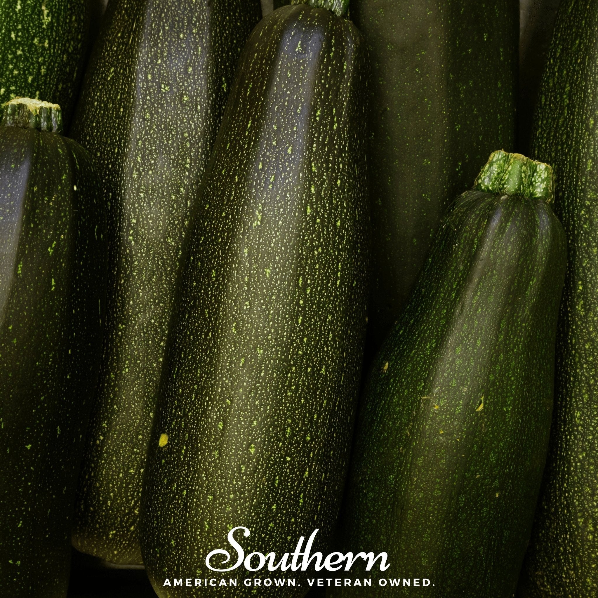 Dark Green Zucchini Summer Squash – 25 Seeds | Seeds | Wiccan Center