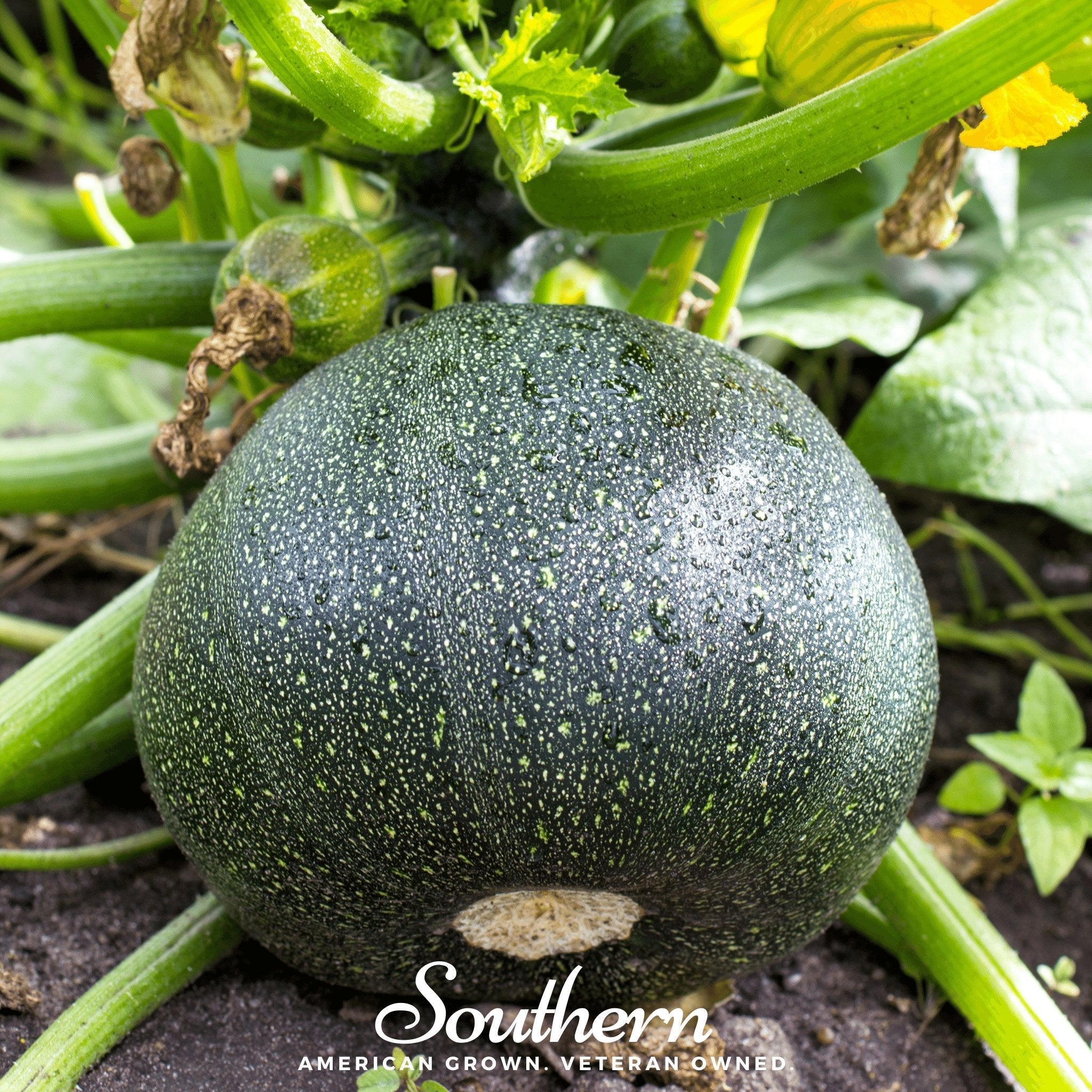 Zucchini Round Summer Squash – 25 Seeds | | Wiccan Center
