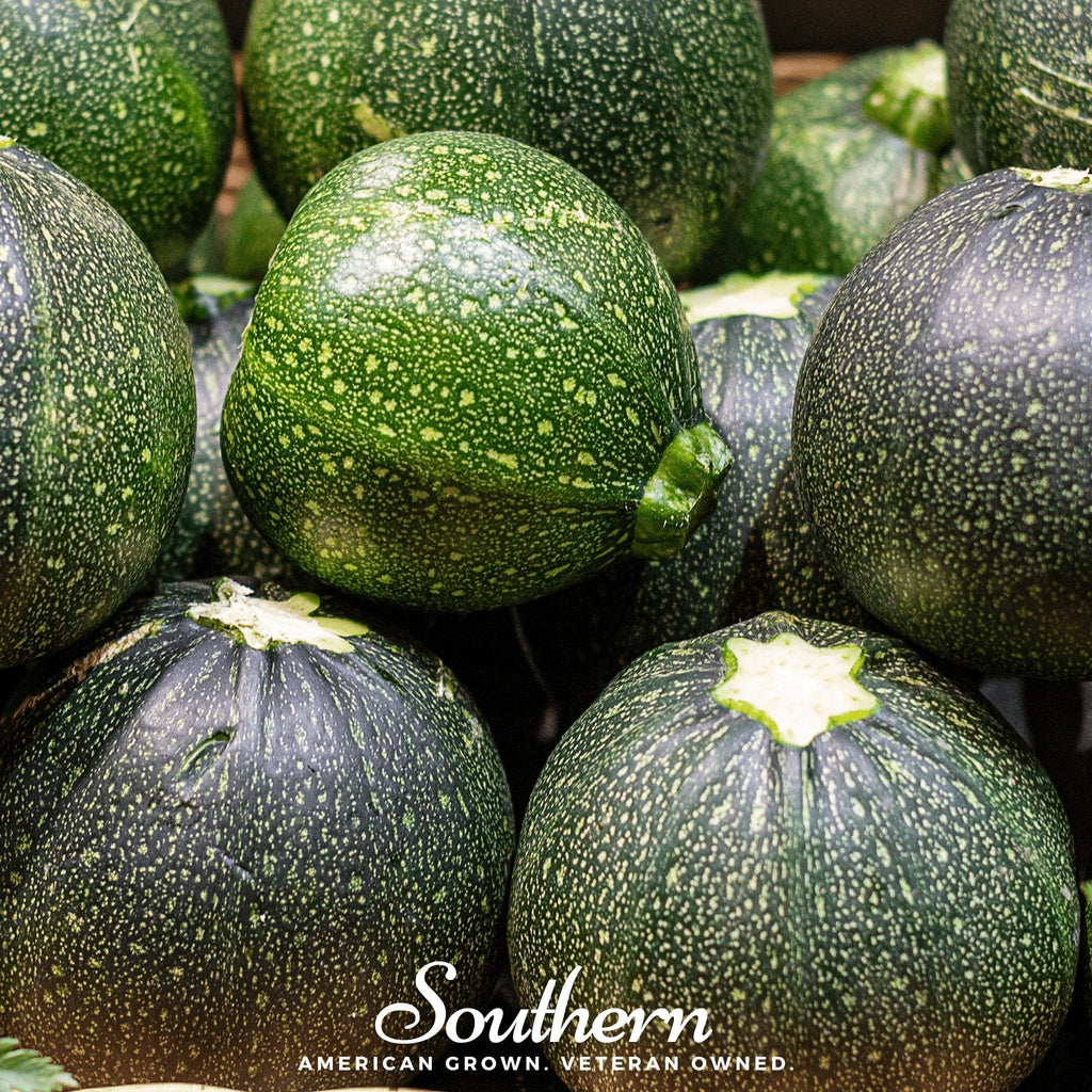 Zucchini Round Summer Squash – 25 Seeds | | Wiccan Center