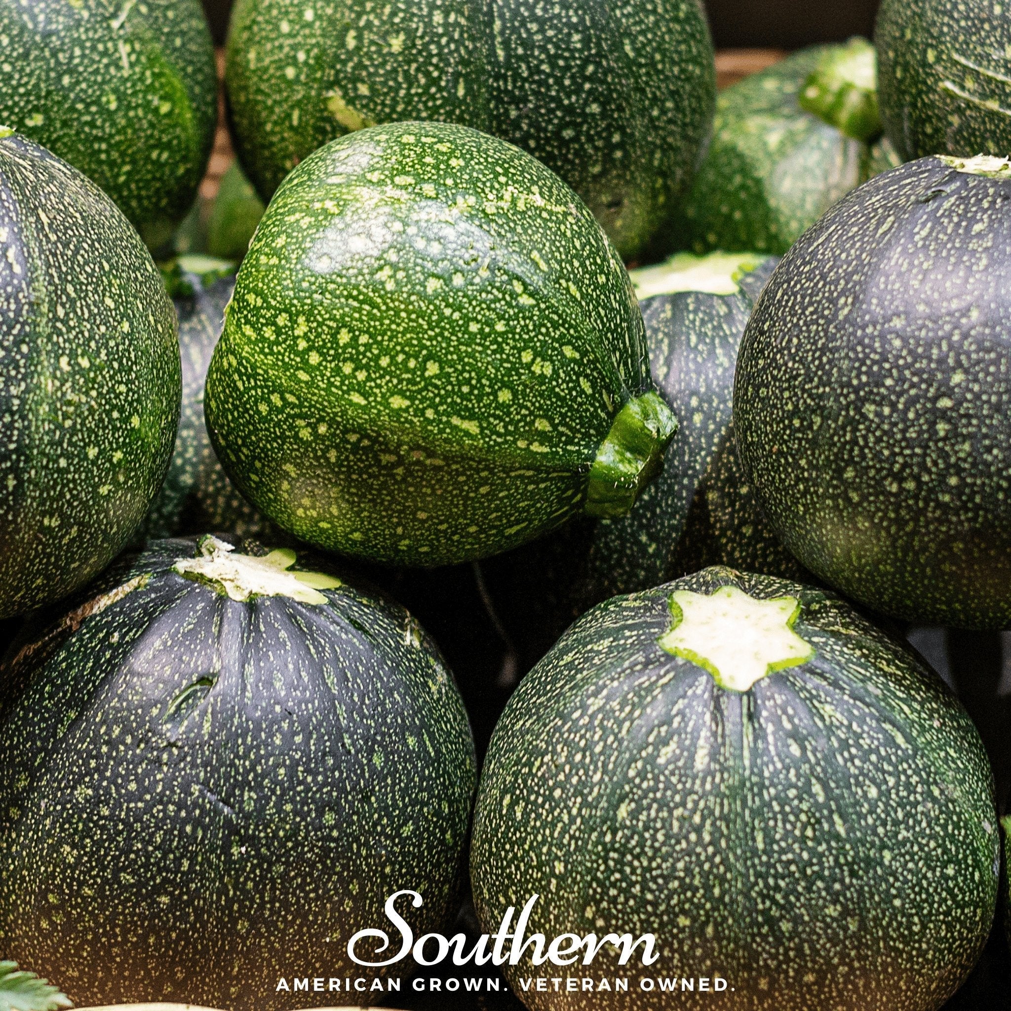 Zucchini Round Summer Squash – 25 Seeds | | Wiccan Center