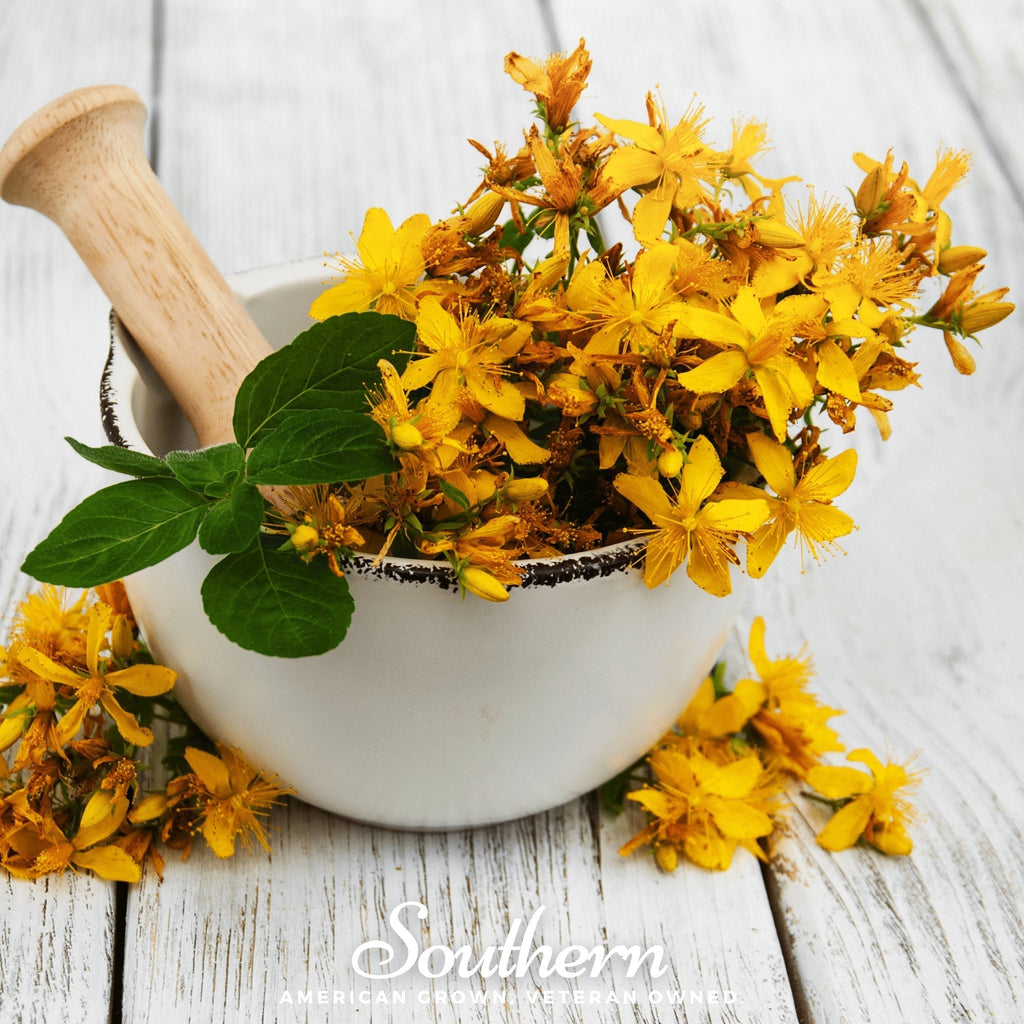 St. John’s Wort – 100 Seeds | | Wiccan Center