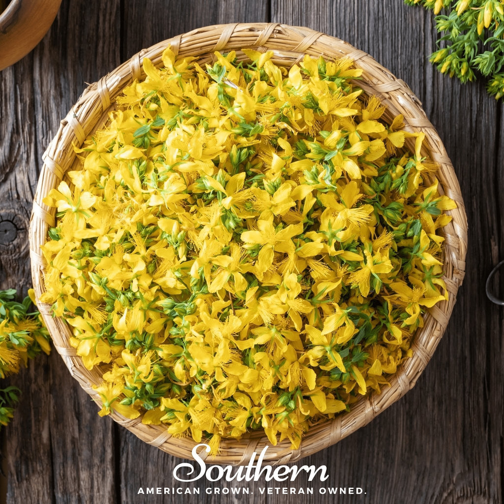 St. John’s Wort – 100 Seeds | | Wiccan Center