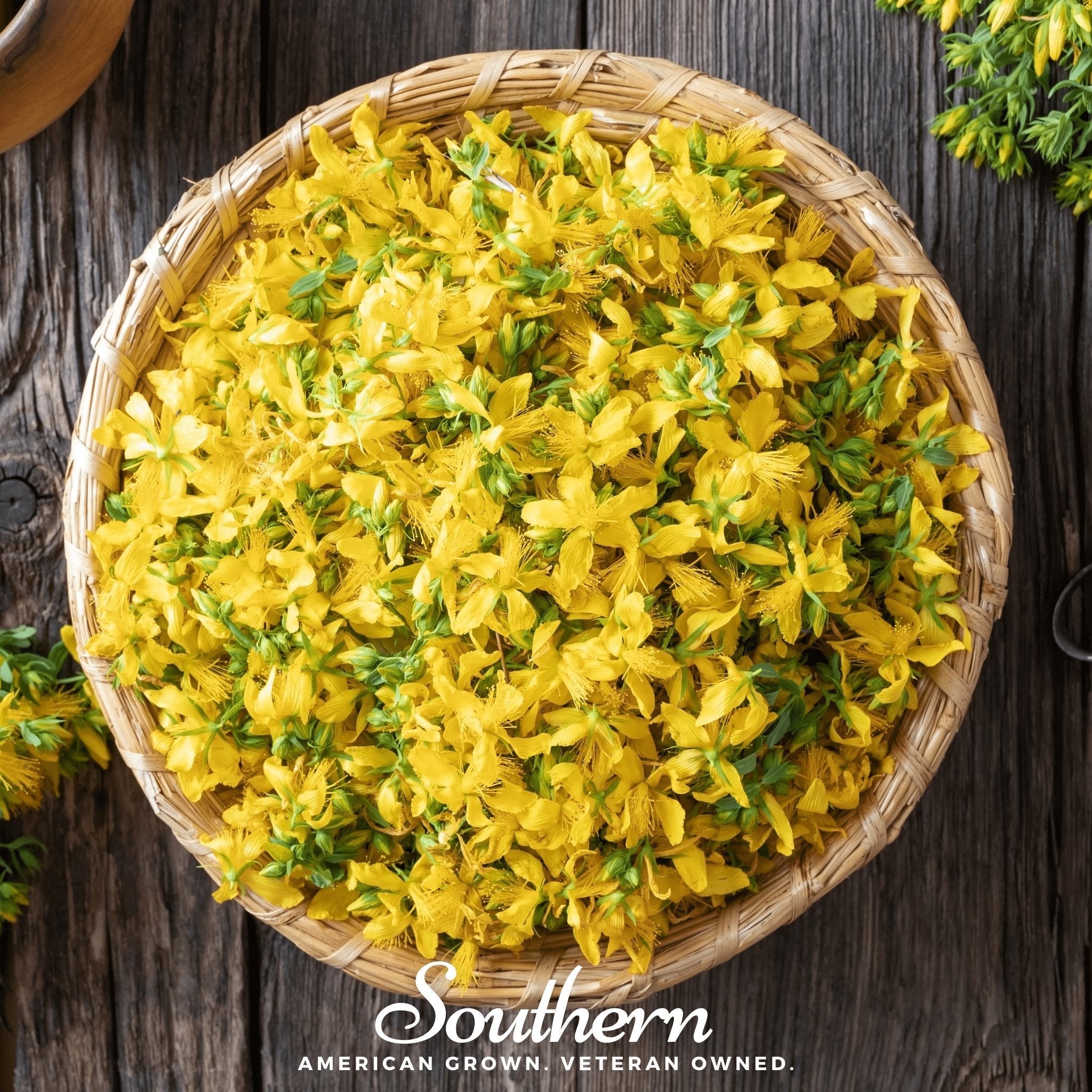 St. John’s Wort – 100 Seeds | | Wiccan Center