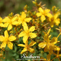 St. John’s Wort – 100 Seeds | | Wiccan Center
