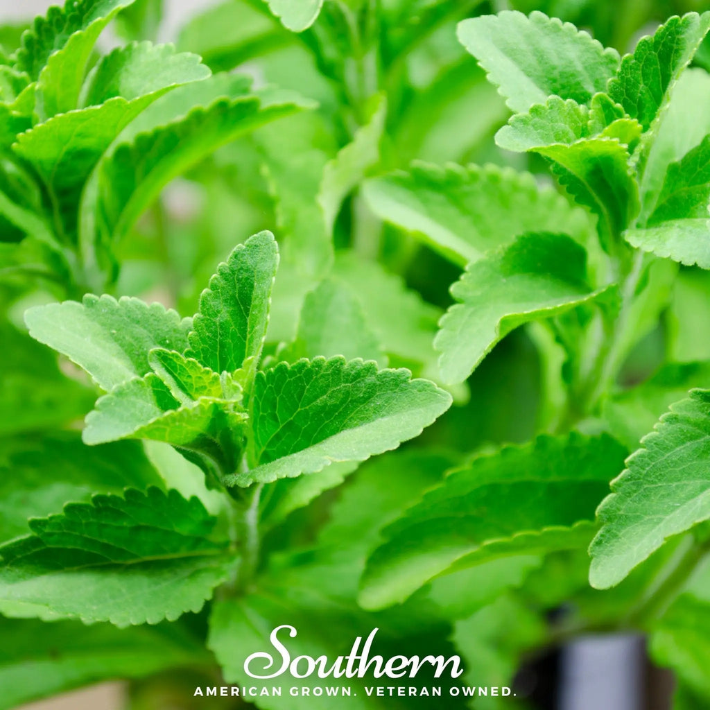 Stevia – 50 Seeds | Seeds | Wiccan Center