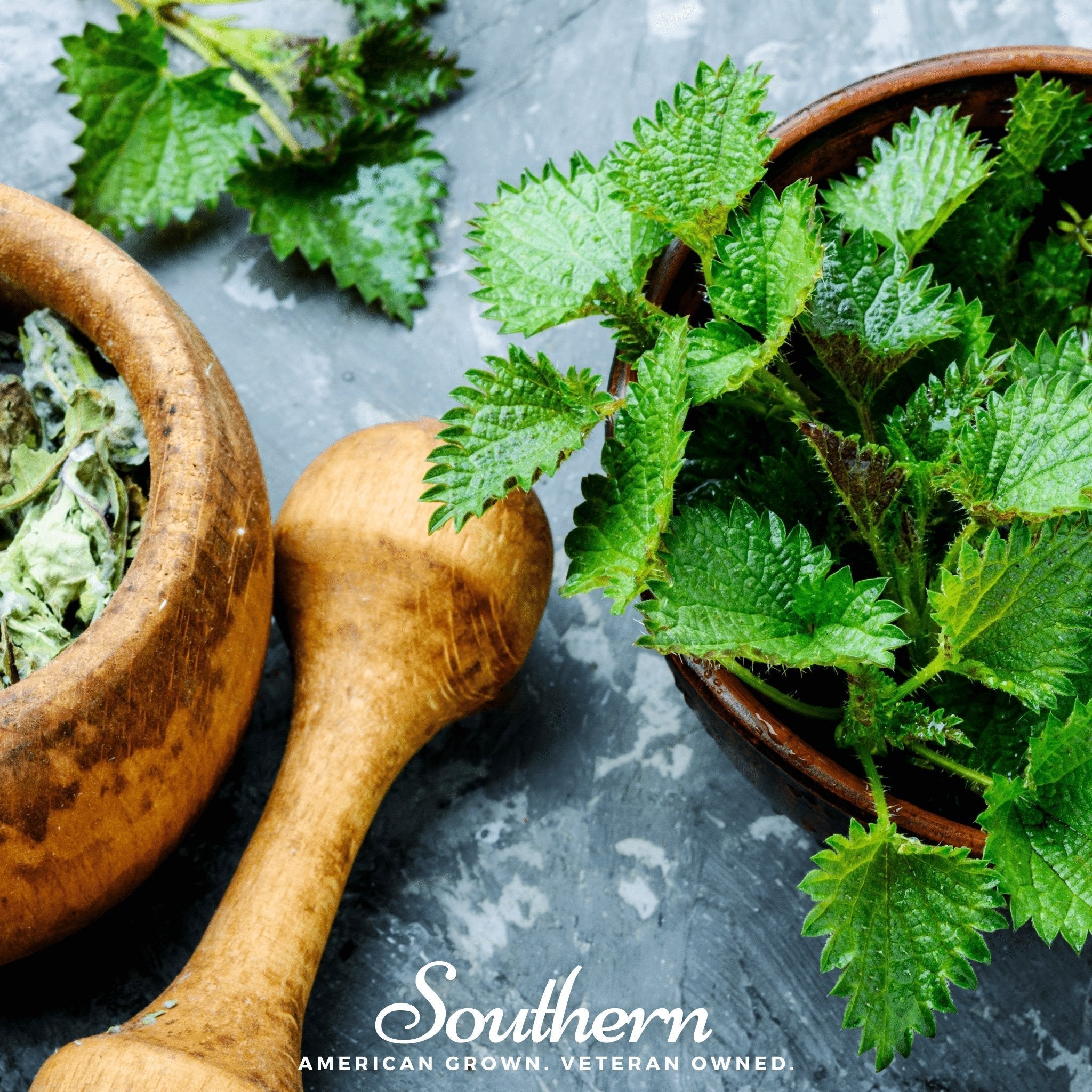 Stinging Nettle – 100 Seeds | | Wiccan Center