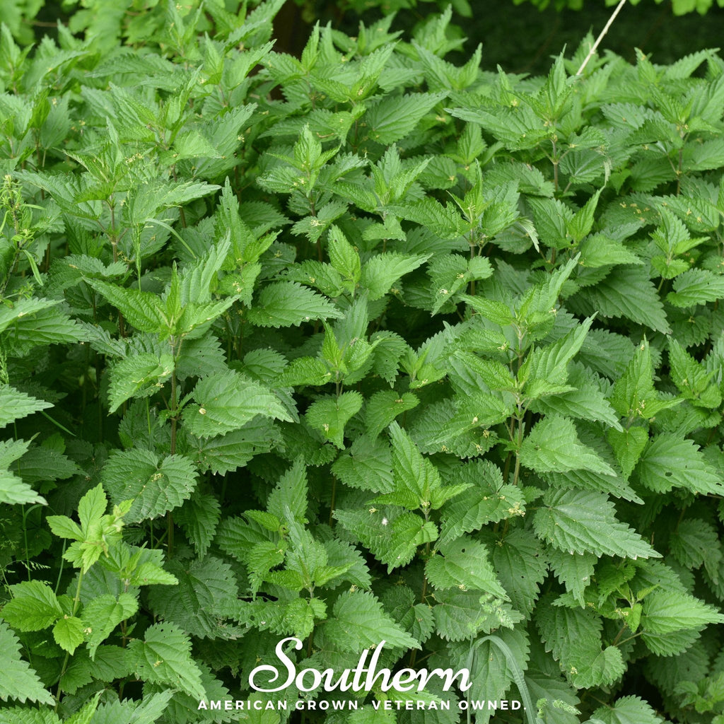 Stinging Nettle – 100 Seeds | | Wiccan Center