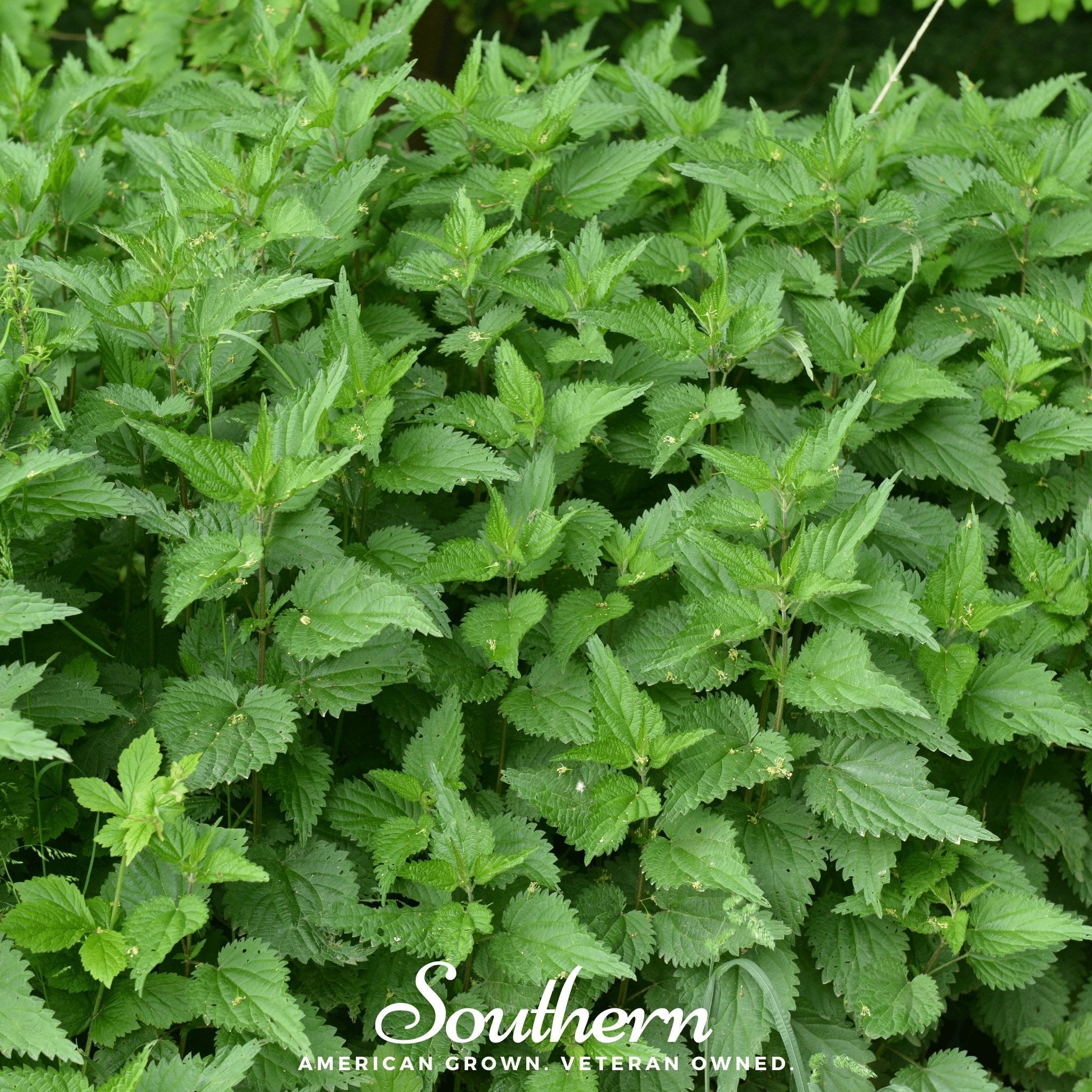 Stinging Nettle – 100 Seeds | | Wiccan Center
