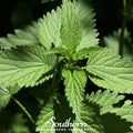 Stinging Nettle – 100 Seeds | | Wiccan Center