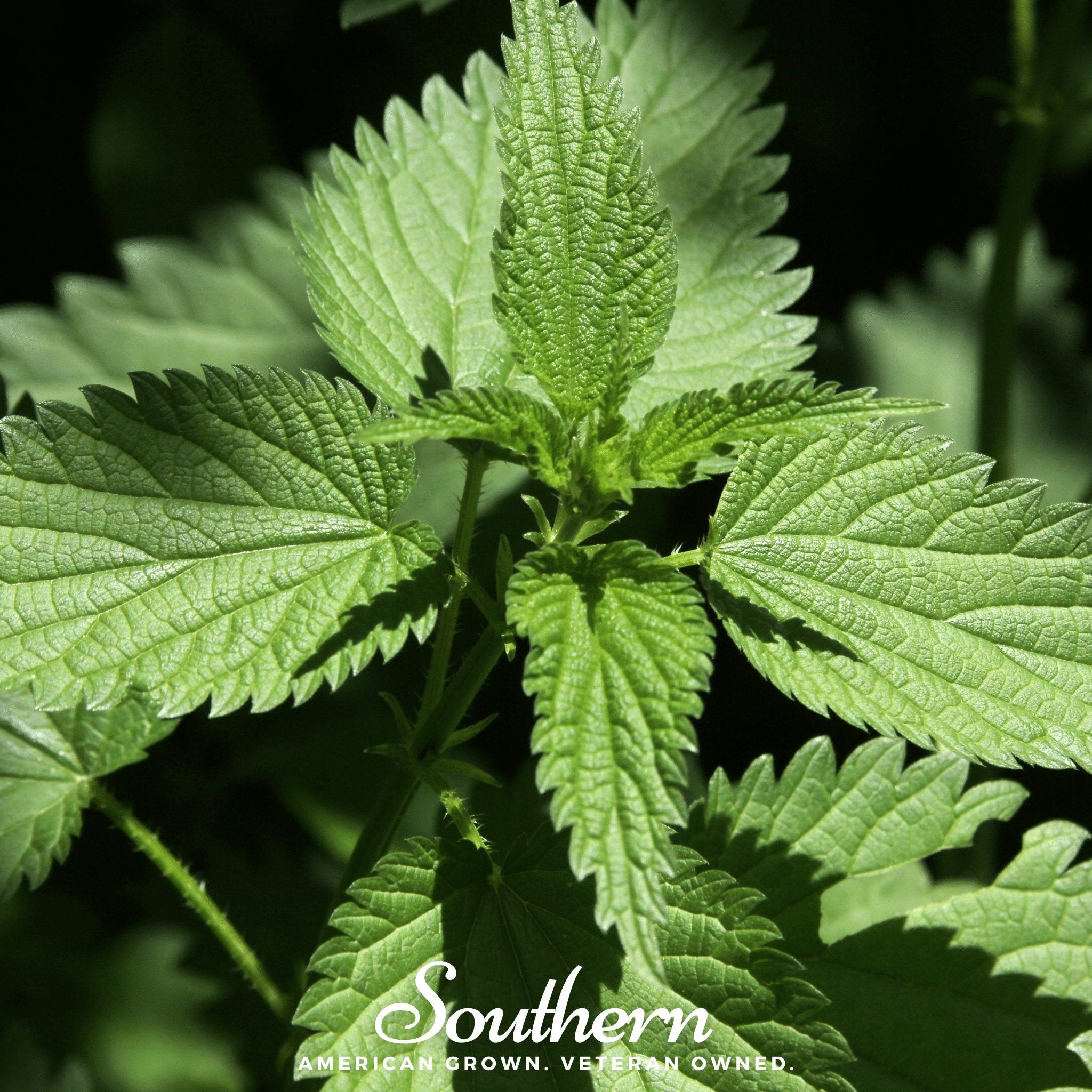 Stinging Nettle – 100 Seeds | | Wiccan Center