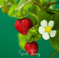 Wild Red Strawberry – 200 Seeds | | Wiccan Center