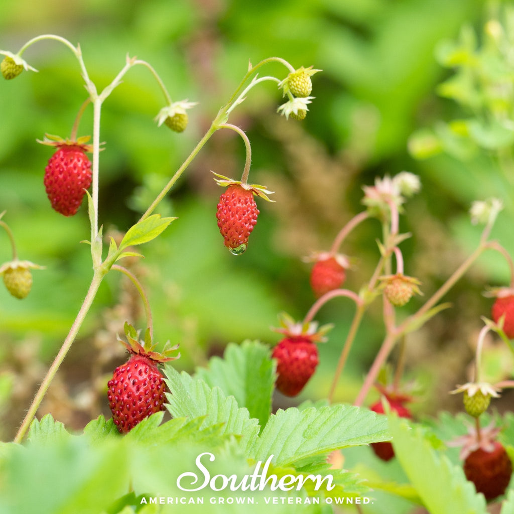 Wild Red Strawberry – 200 Seeds | | Wiccan Center