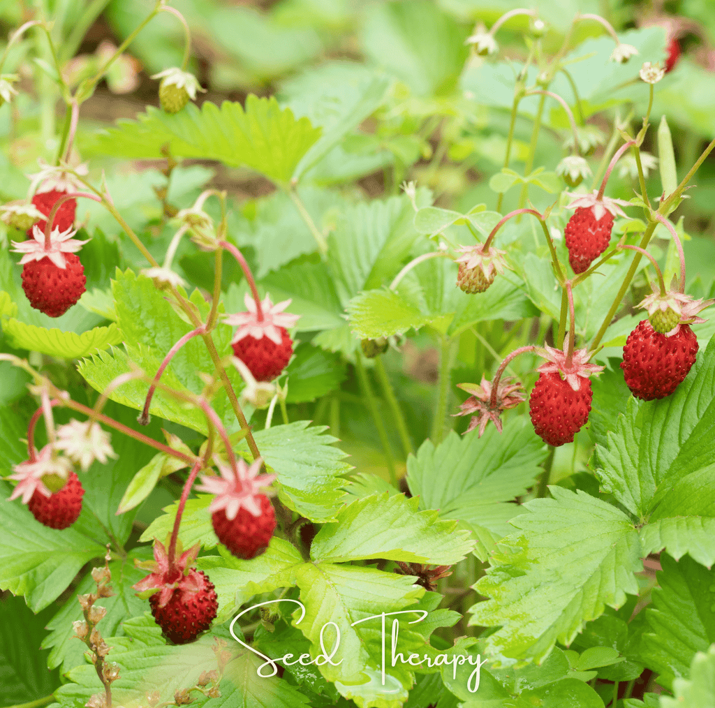 Wild Red Strawberry – 200 Seeds | | Wiccan Center