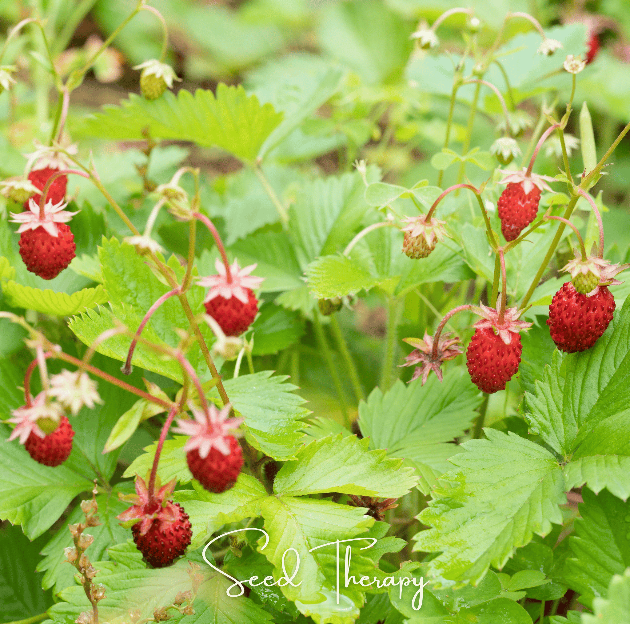 Wild Red Strawberry – 200 Seeds | | Wiccan Center