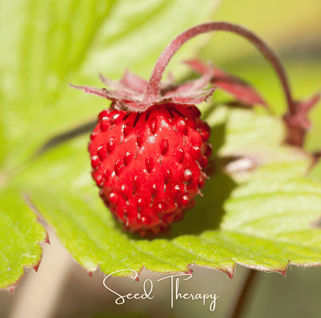 Wild Red Strawberry – 200 Seeds | | Wiccan Center