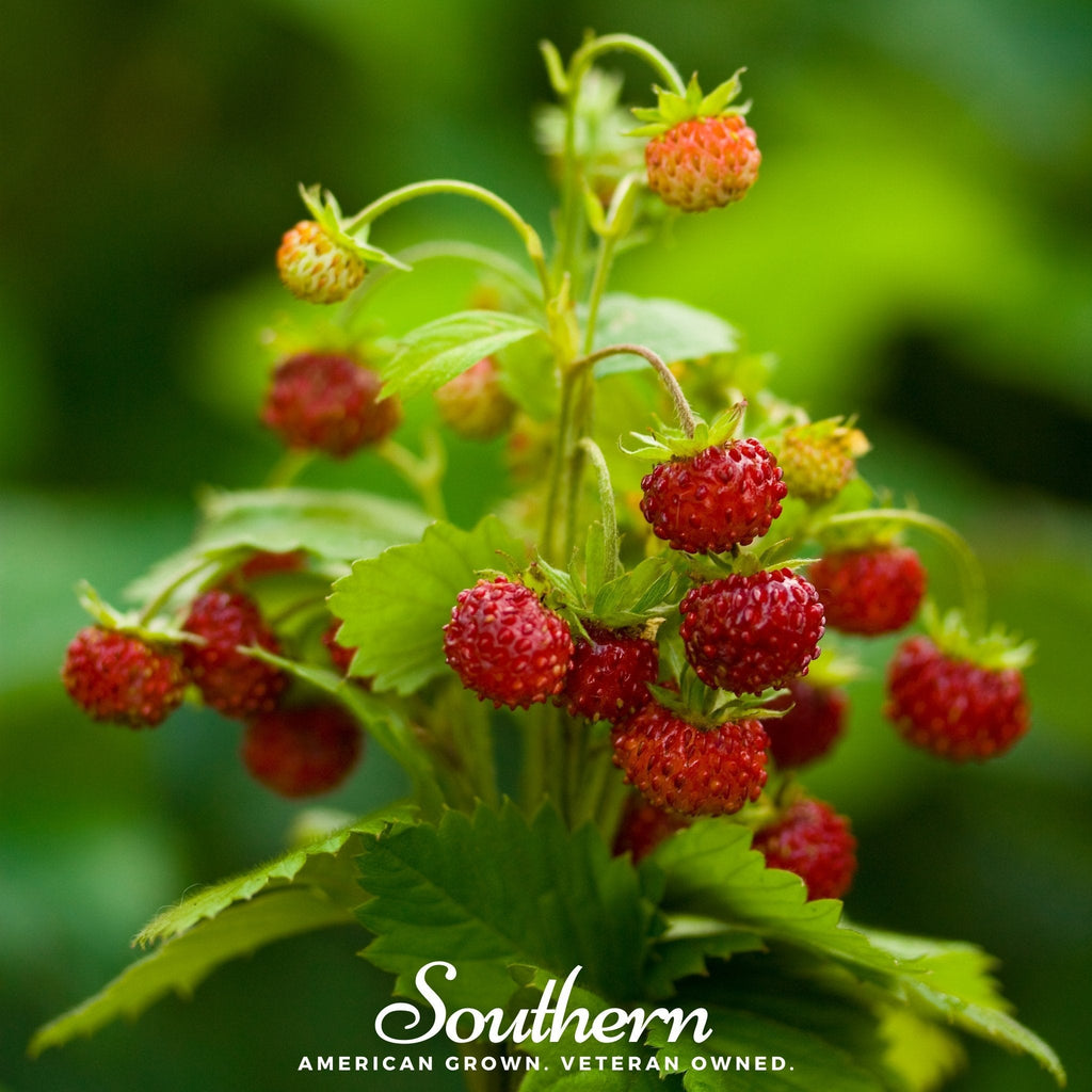 Wild Red Strawberry – 200 Seeds | | Wiccan Center