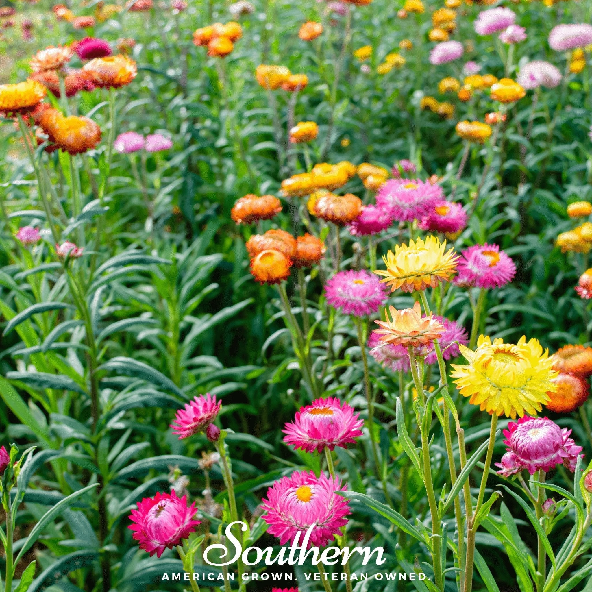Strawflower Mix – 200 Seeds | Seeds | Wiccan Center