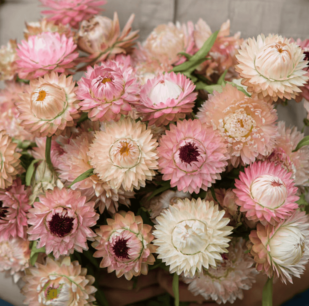Silver Rose Strawflower – 25 Seeds | Seeds | Wiccan Center