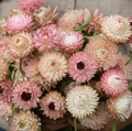 Silver Rose Strawflower – 25 Seeds | Seeds | Wiccan Center