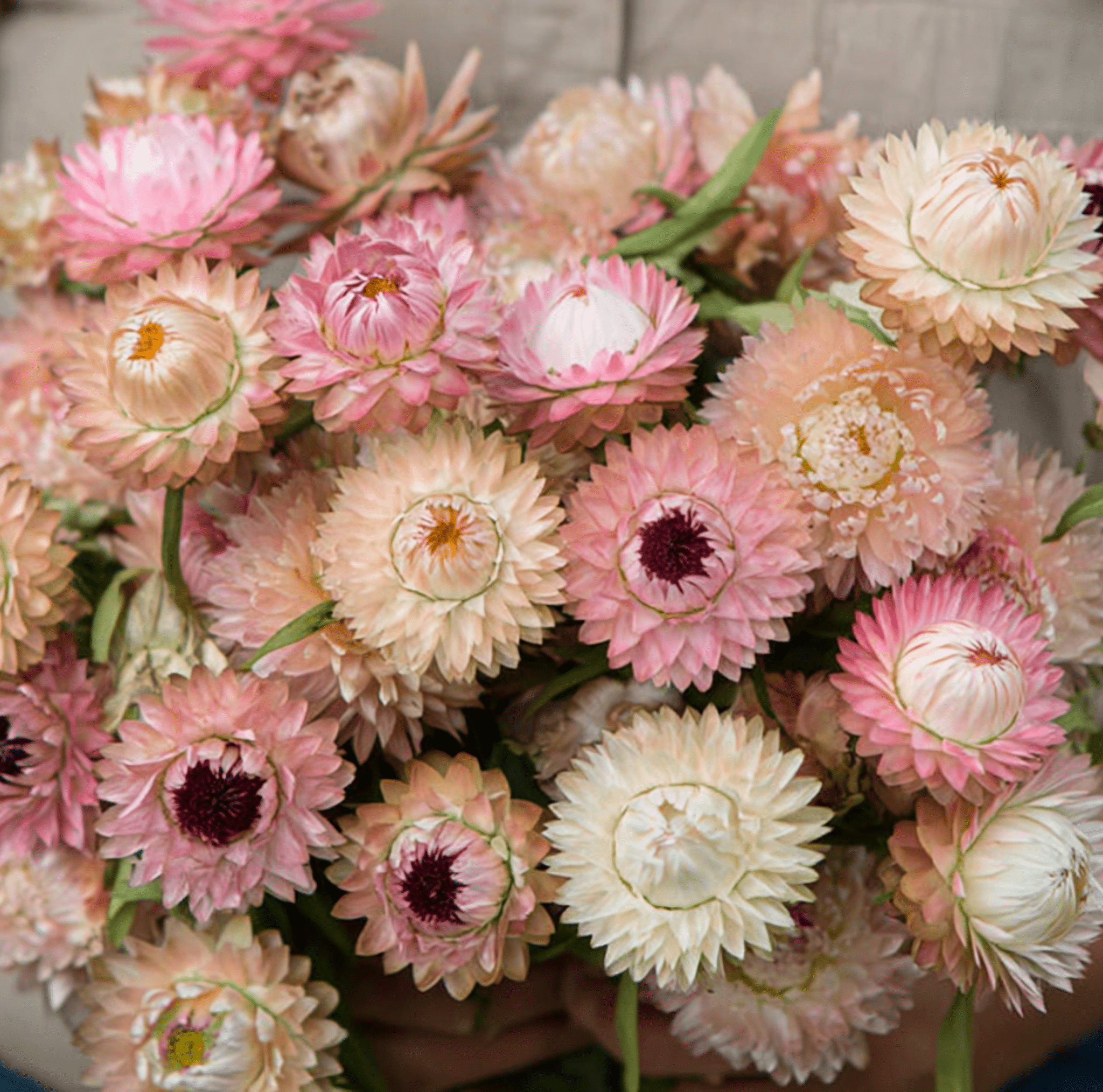 Silver Rose Strawflower – 25 Seeds | Seeds | Wiccan Center
