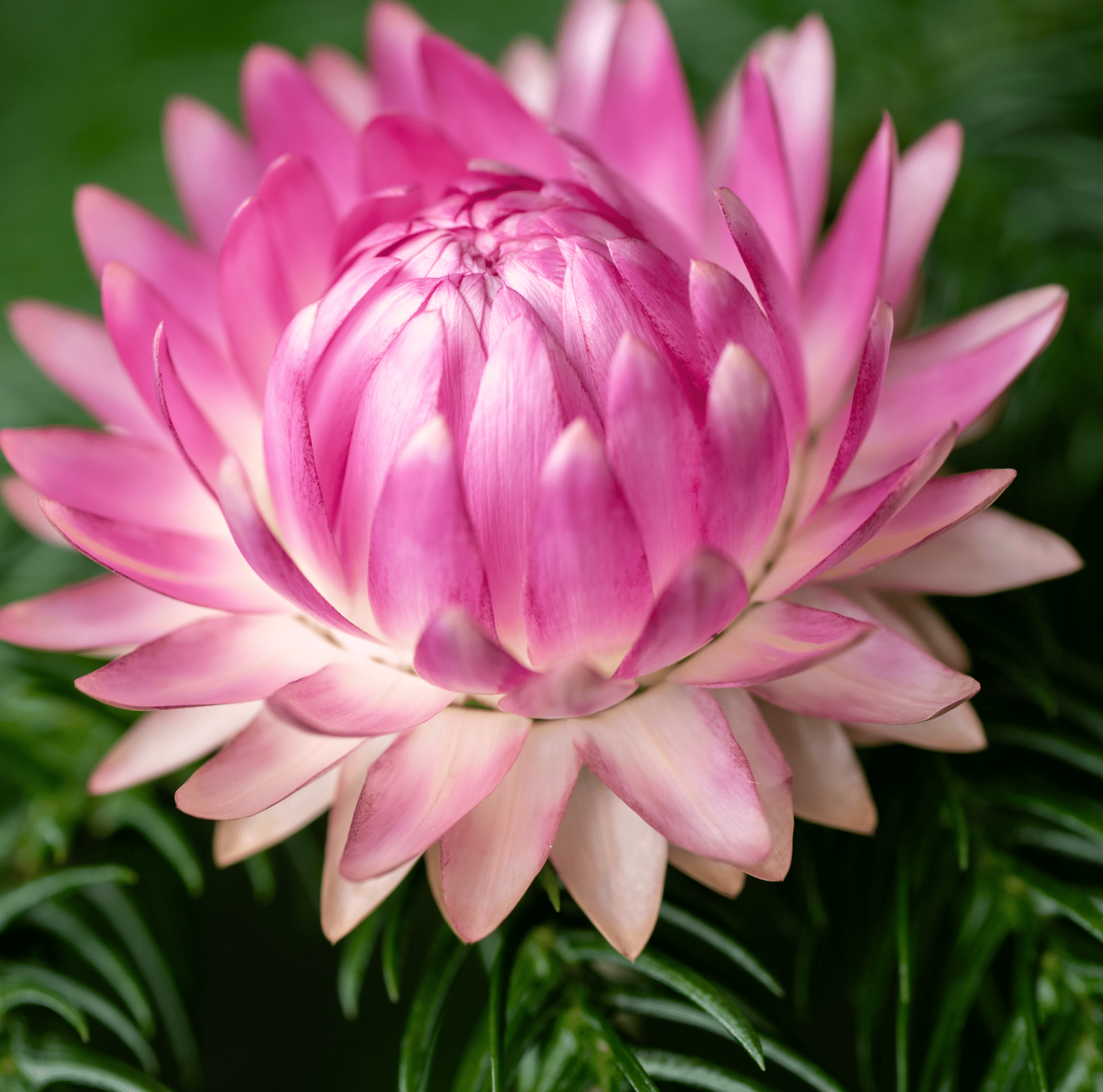 Silver Rose Strawflower – 25 Seeds | Seeds | Wiccan Center