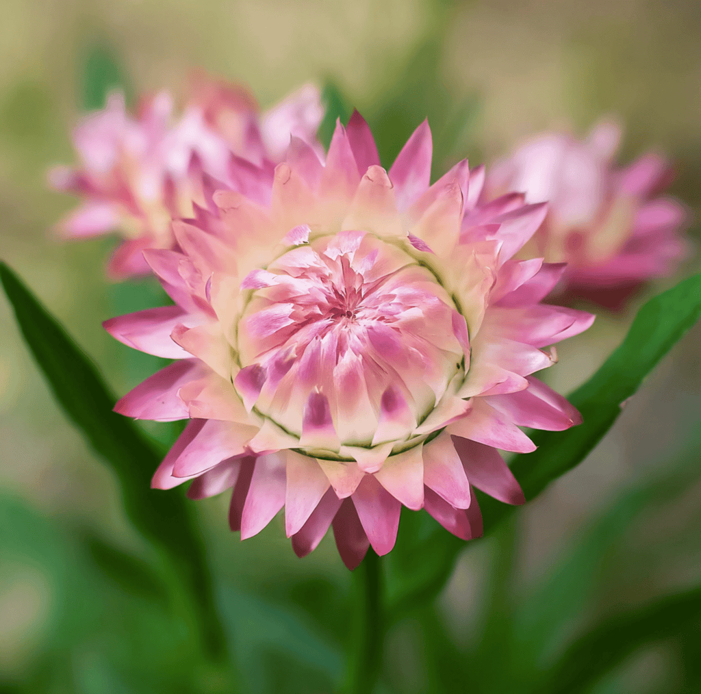 Silver Rose Strawflower – 25 Seeds | Seeds | Wiccan Center