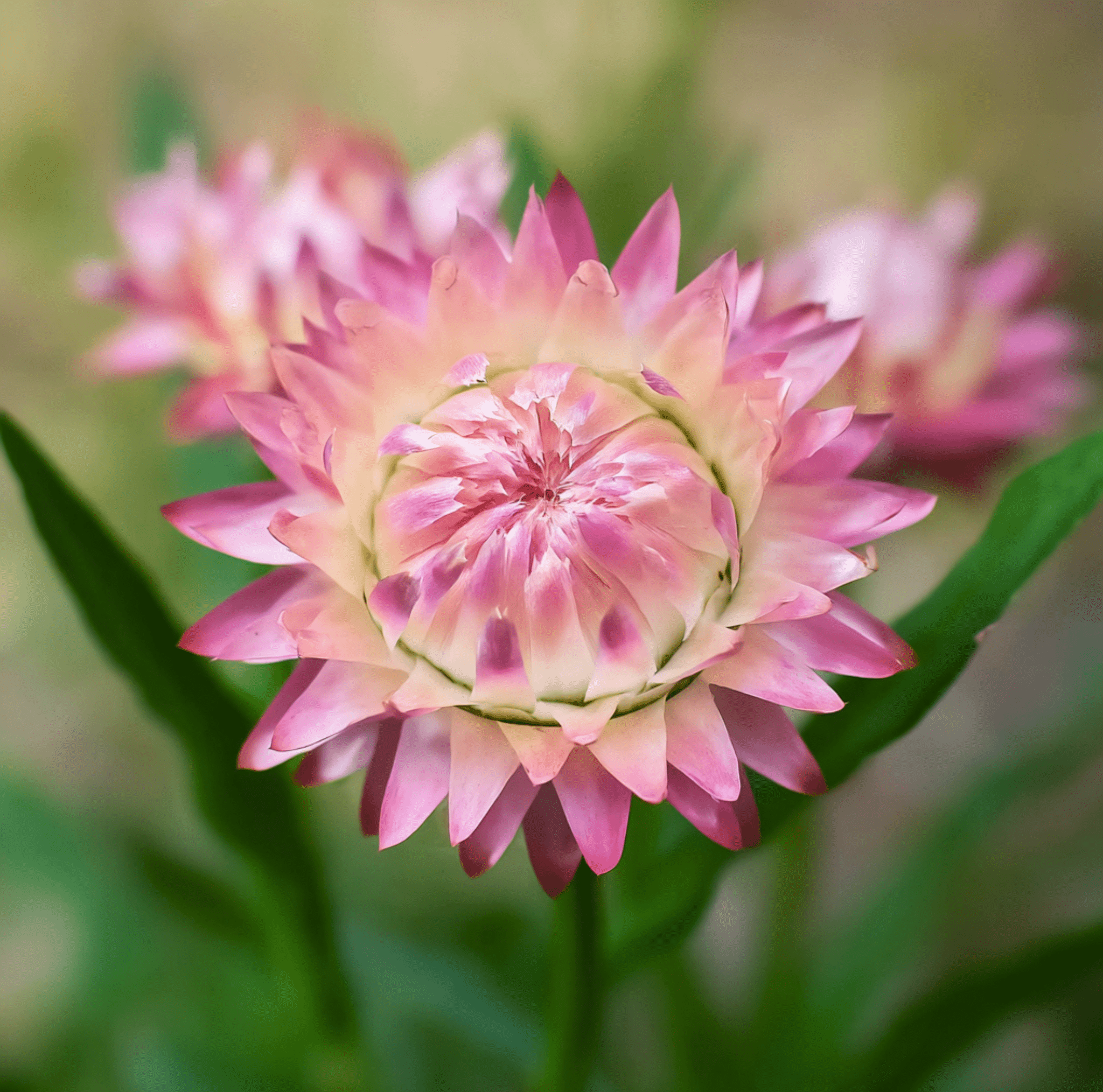 Silver Rose Strawflower – 25 Seeds | Seeds | Wiccan Center