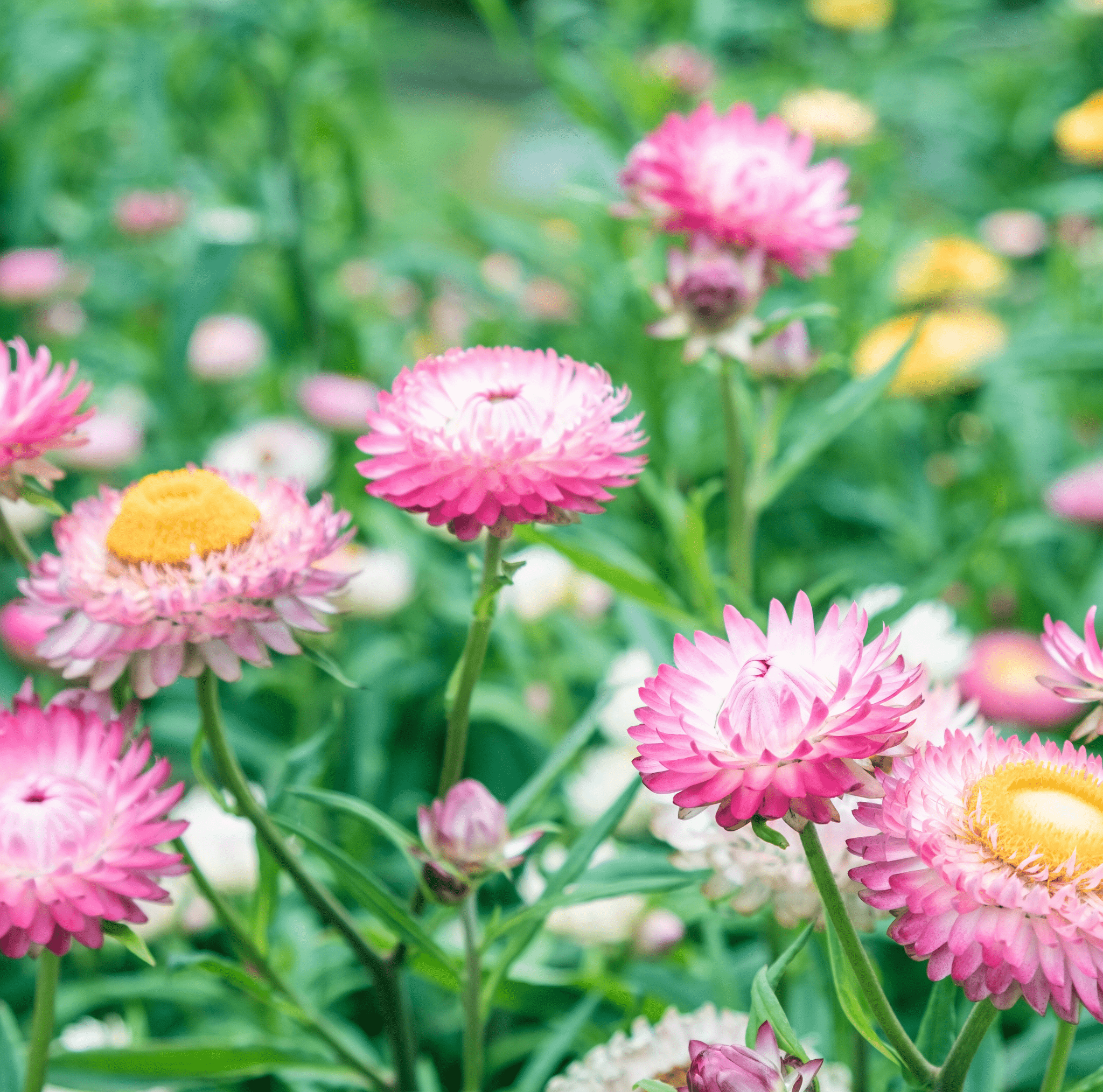 Silver Rose Strawflower – 25 Seeds | Seeds | Wiccan Center