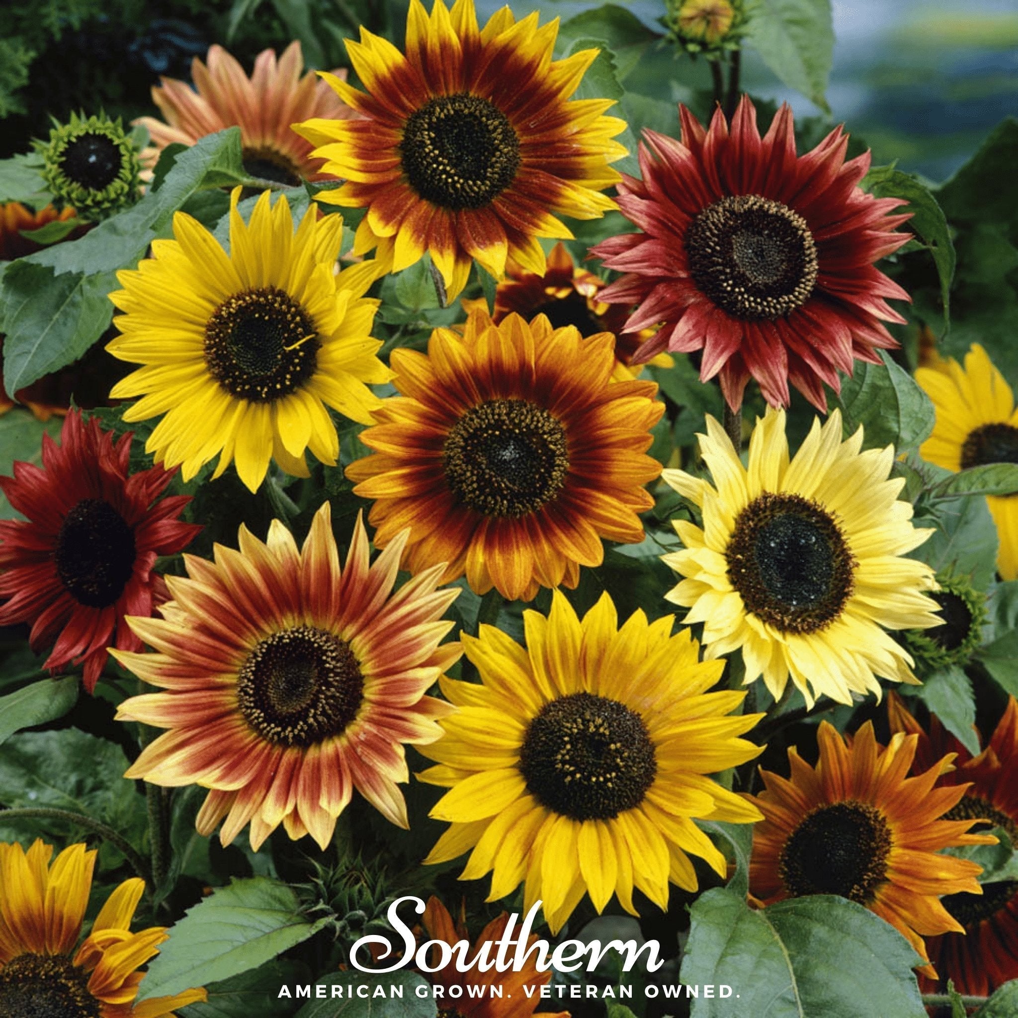 Autumn Beauty Sunflower – 25 Seeds | Seeds | Wiccan Center