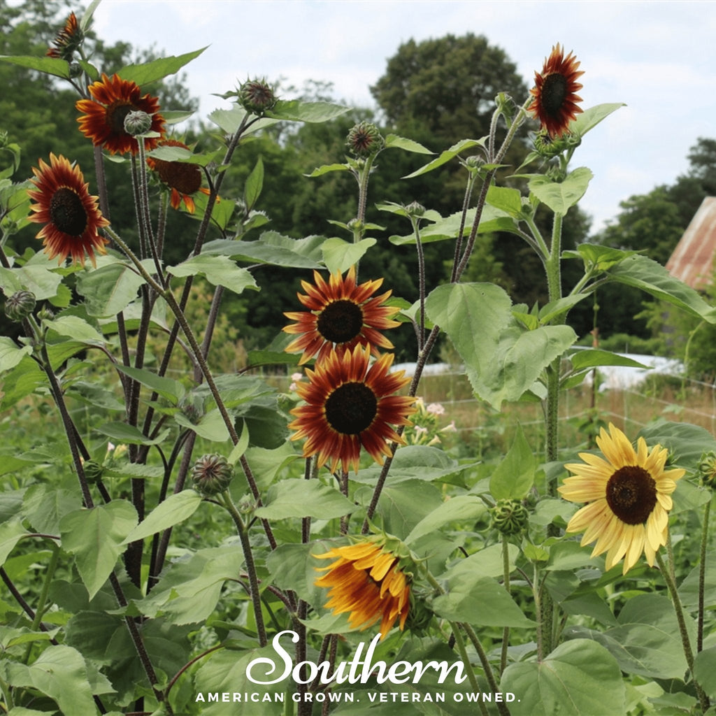 Autumn Beauty Sunflower – 25 Seeds | Seeds | Wiccan Center