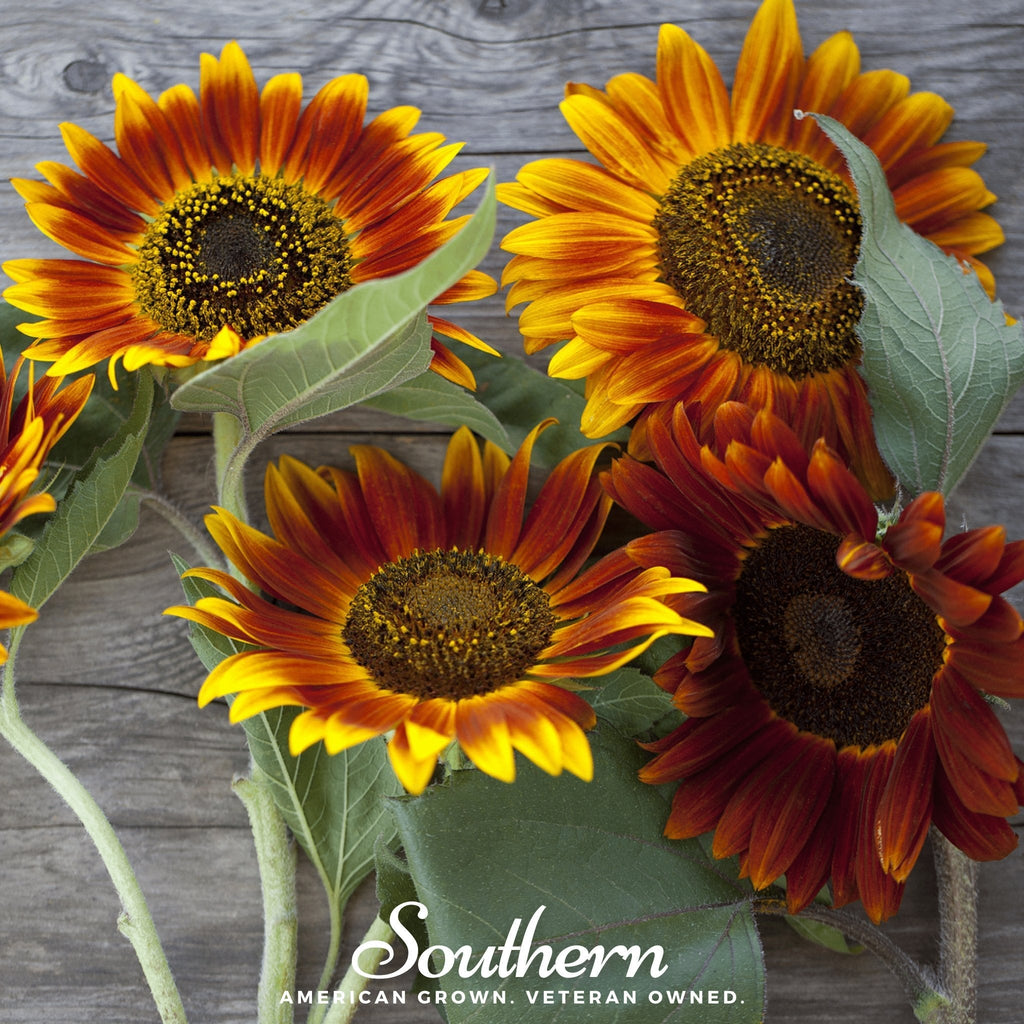 Autumn Beauty Sunflower – 25 Seeds | Seeds | Wiccan Center