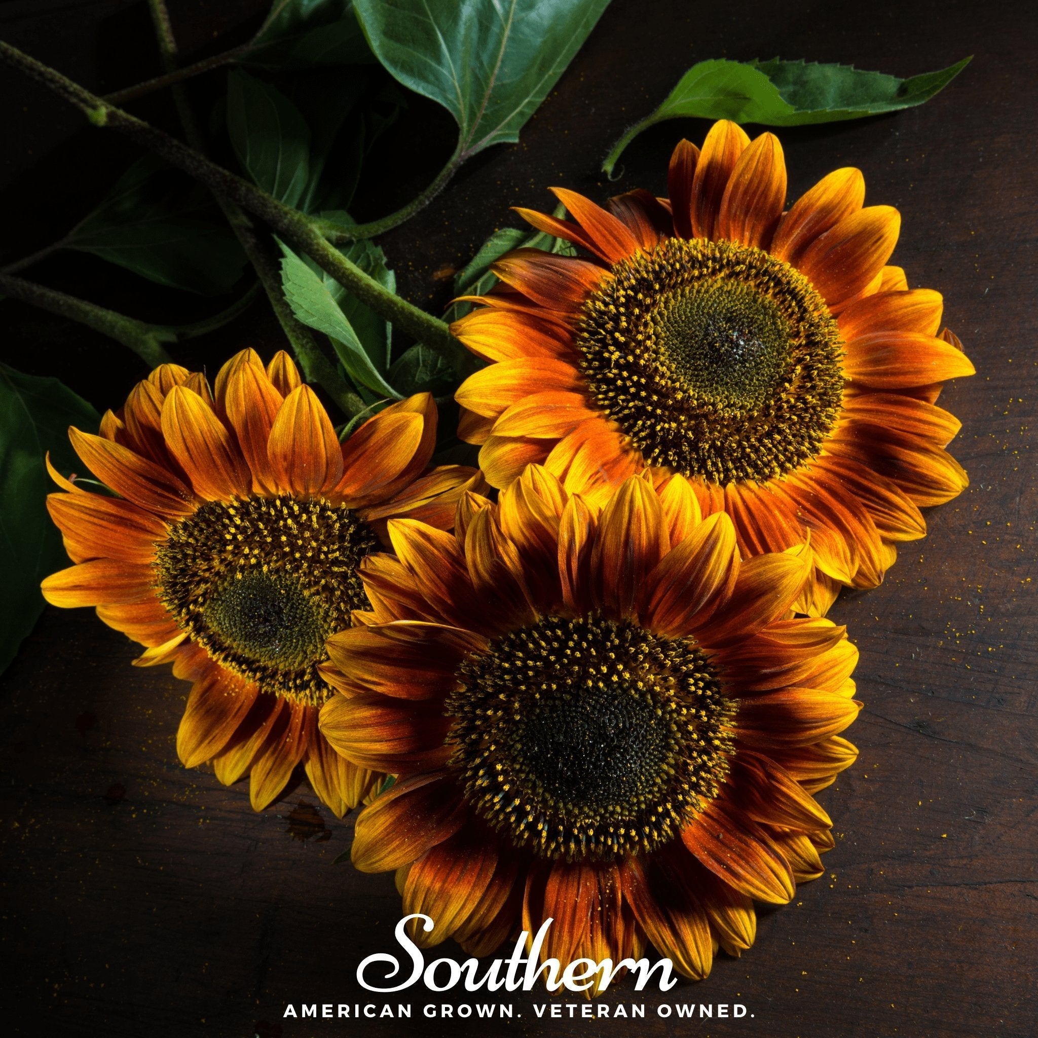 Autumn Beauty Sunflower – 25 Seeds | Seeds | Wiccan Center