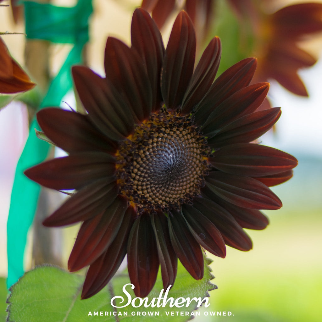 Chocolate Sunflower – 25 Seeds | | Wiccan Center
