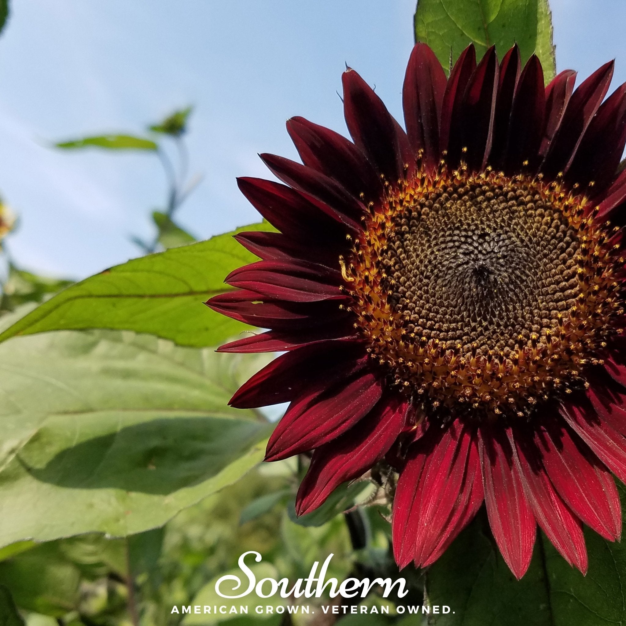 Chocolate Sunflower – 25 Seeds | | Wiccan Center