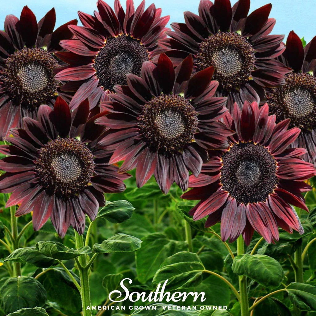 Chocolate Sunflower – 25 Seeds | | Wiccan Center