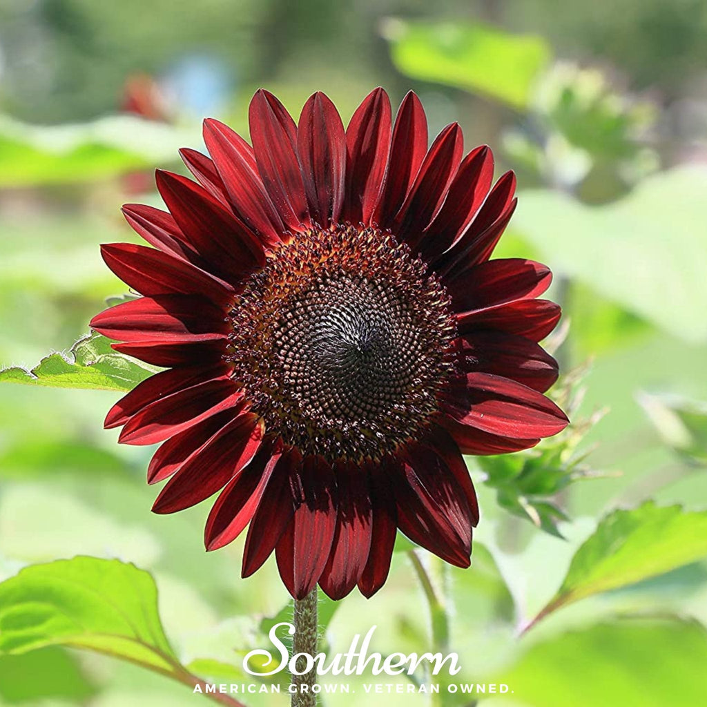 Chocolate Sunflower – 25 Seeds | | Wiccan Center