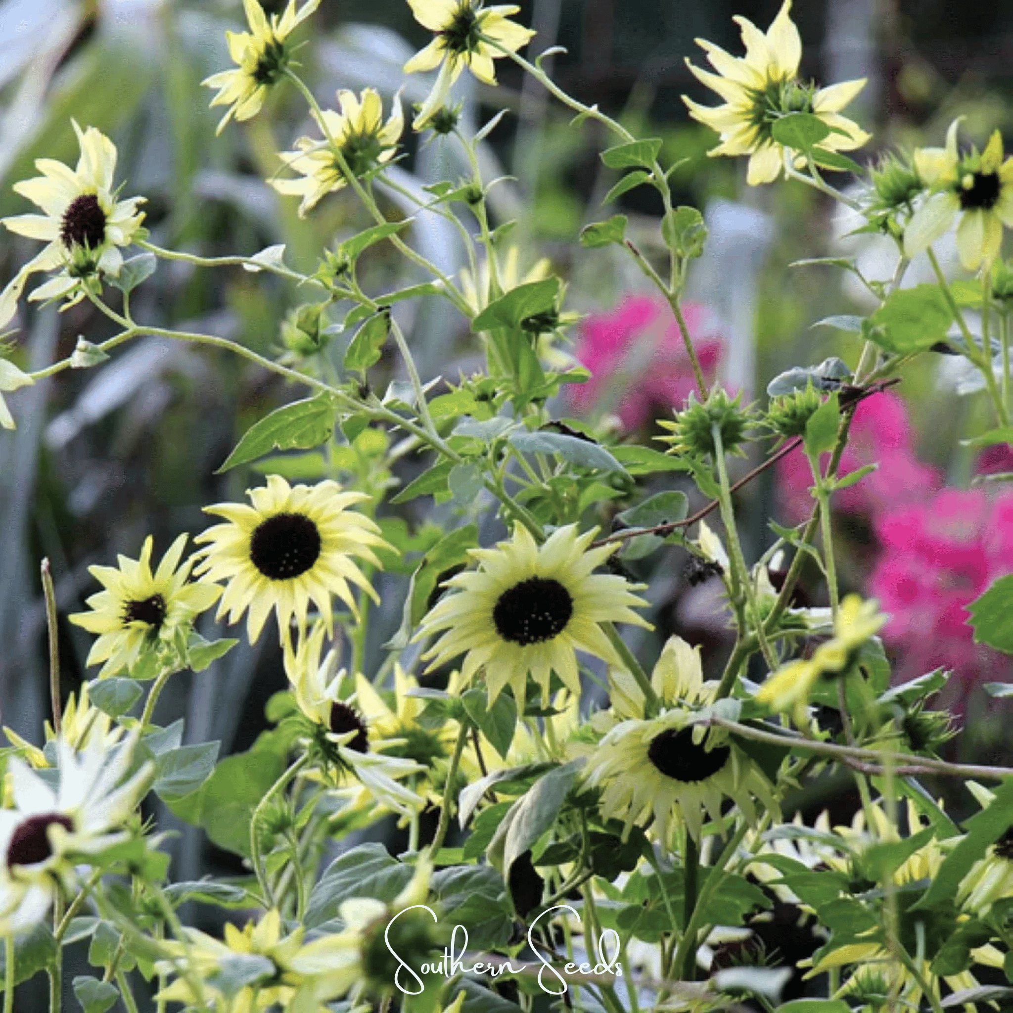 Italian White Sunflower – 25 Seeds | Seeds | Wiccan Center
