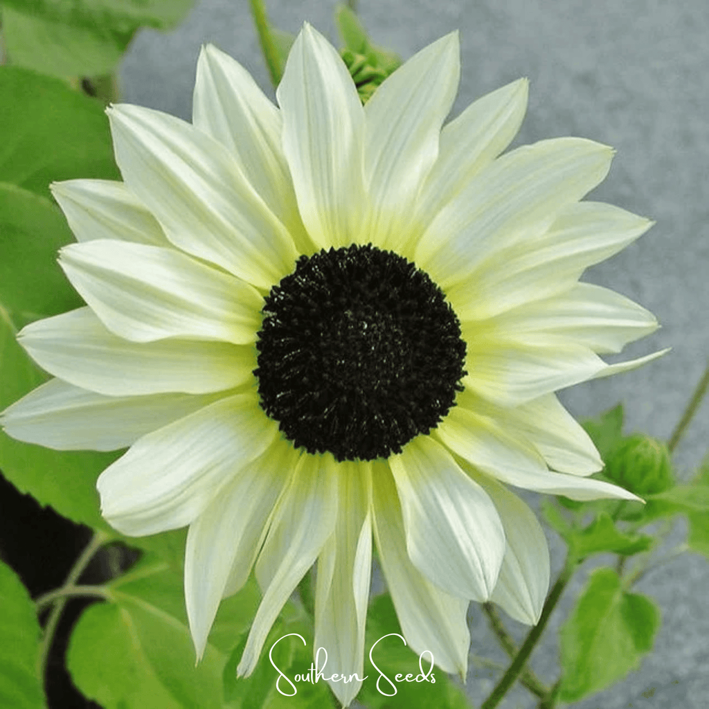 Italian White Sunflower – 25 Seeds | Seeds | Wiccan Center